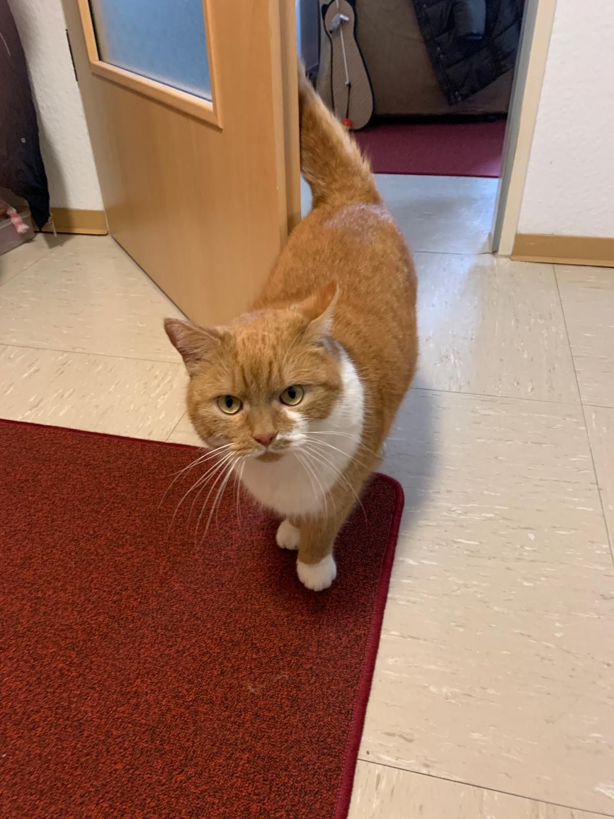 Siggi - Greven Esch, Borken