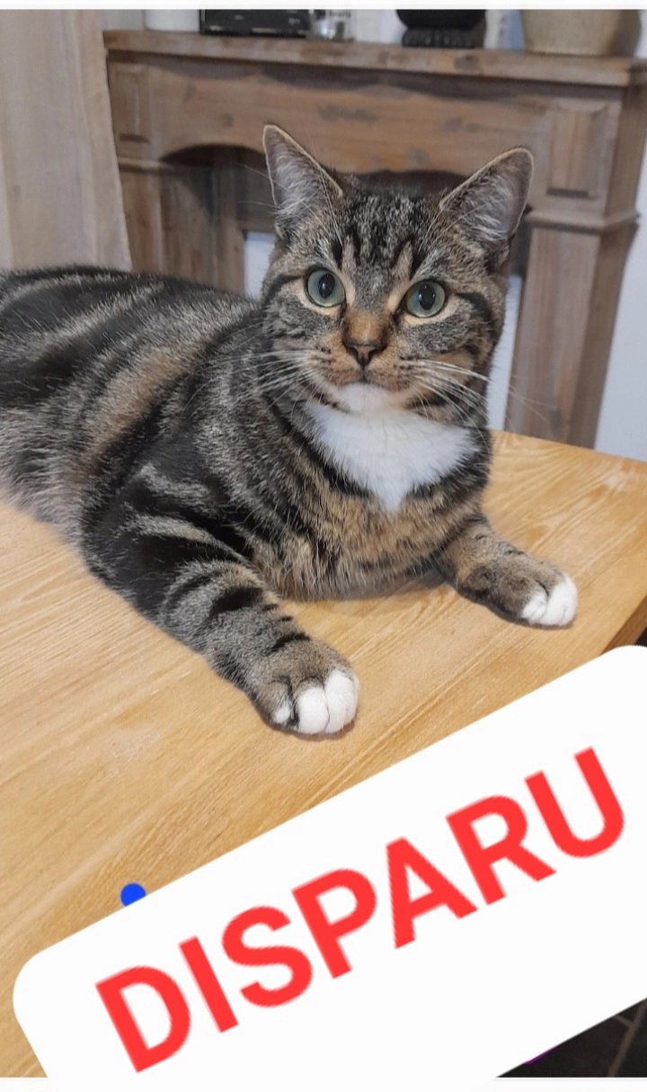 SCOTCH  - Rue du Château, Hannut