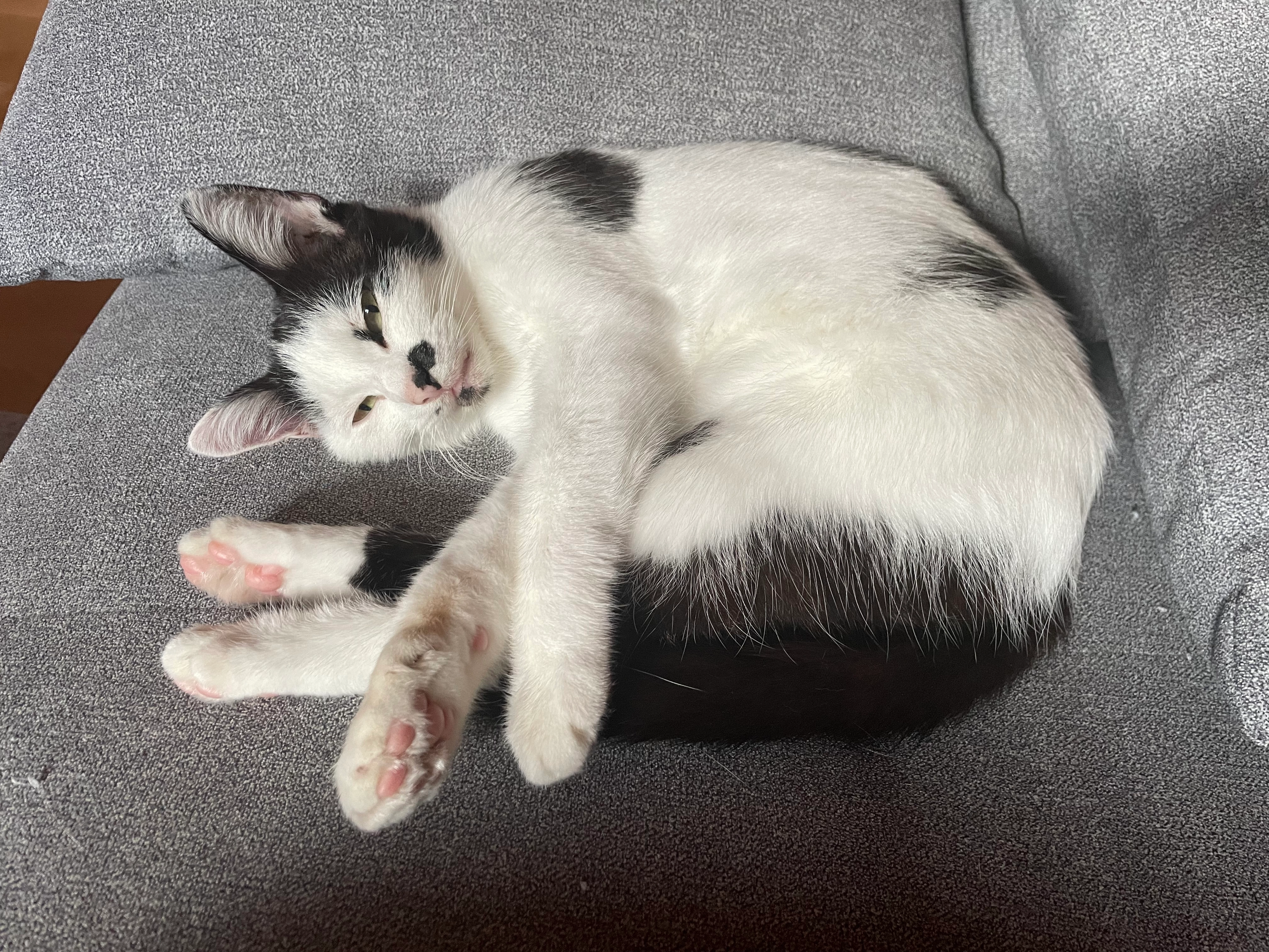 Blümchen - Lährer Weg, Neumarkt in der Oberpfalz