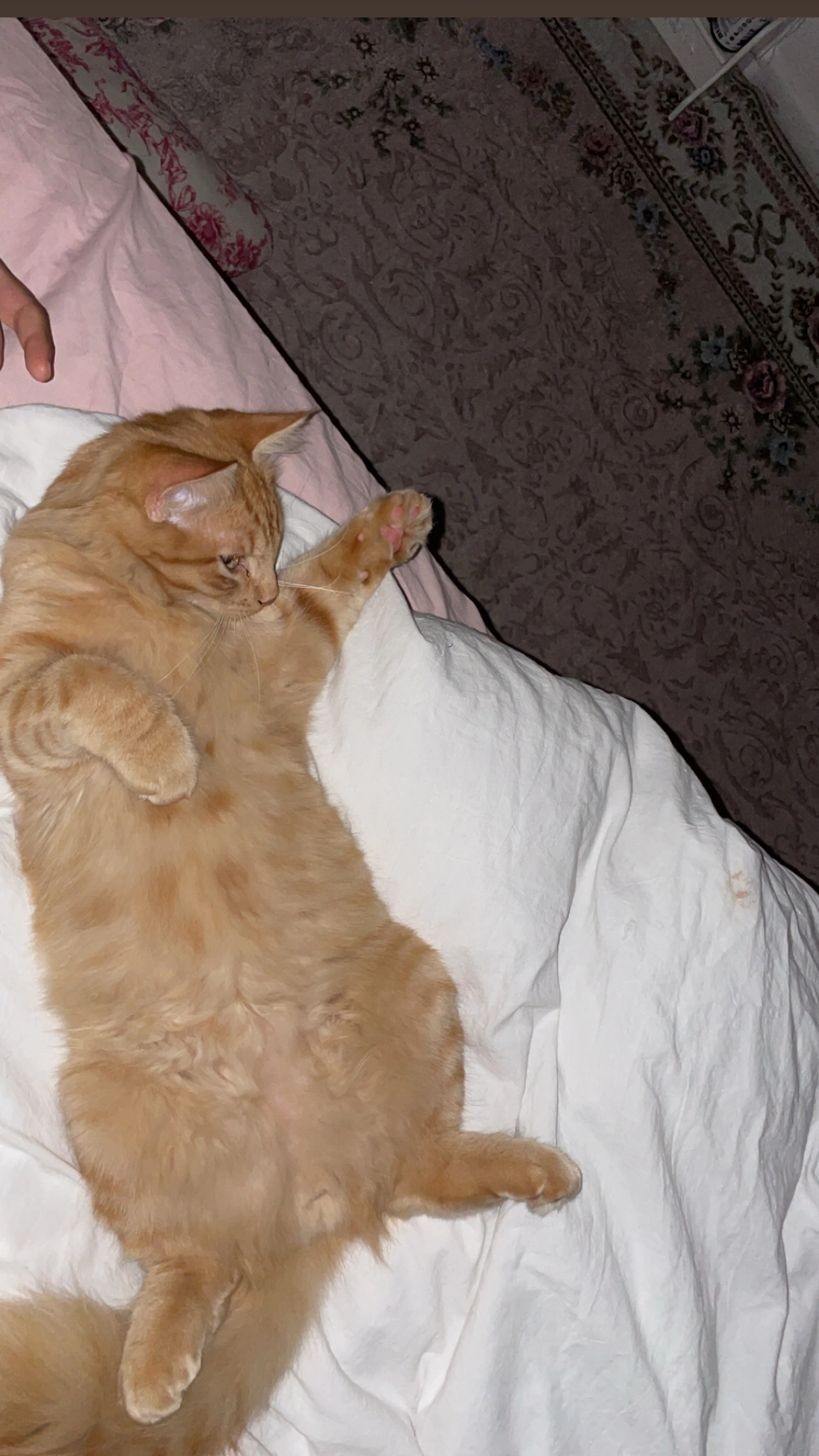 Tuti - Schuckertweg, Offenbach am Main