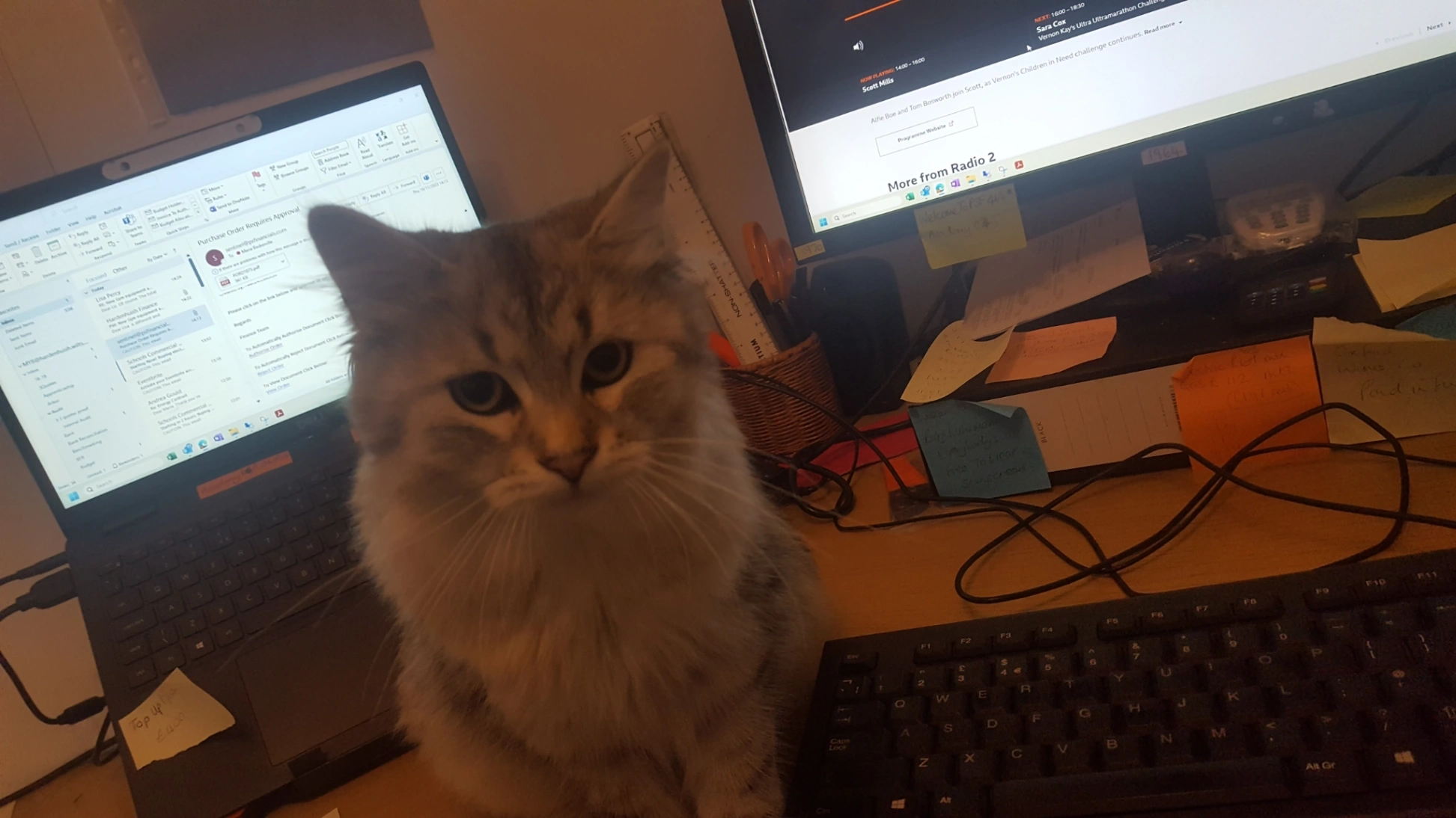 Misty - Twineham Road, Swindon