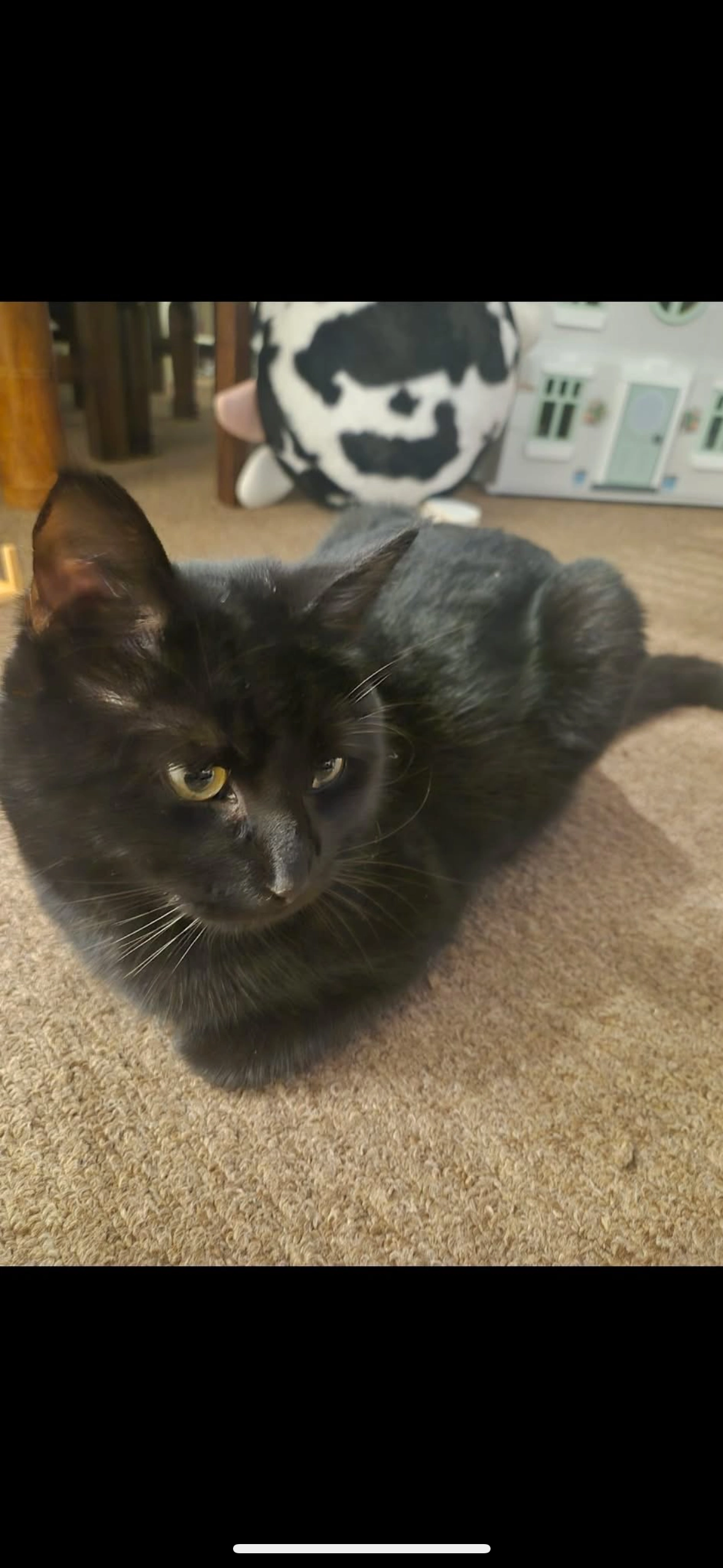 Yoshi  - Scott Way, Burntwood