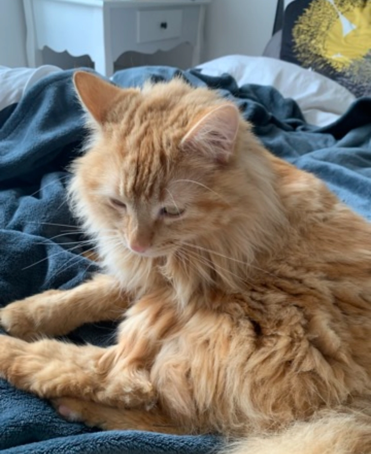 Rouzic  - 30 Rue de l'Abbé Letty, Le Relecq-Kerhuon