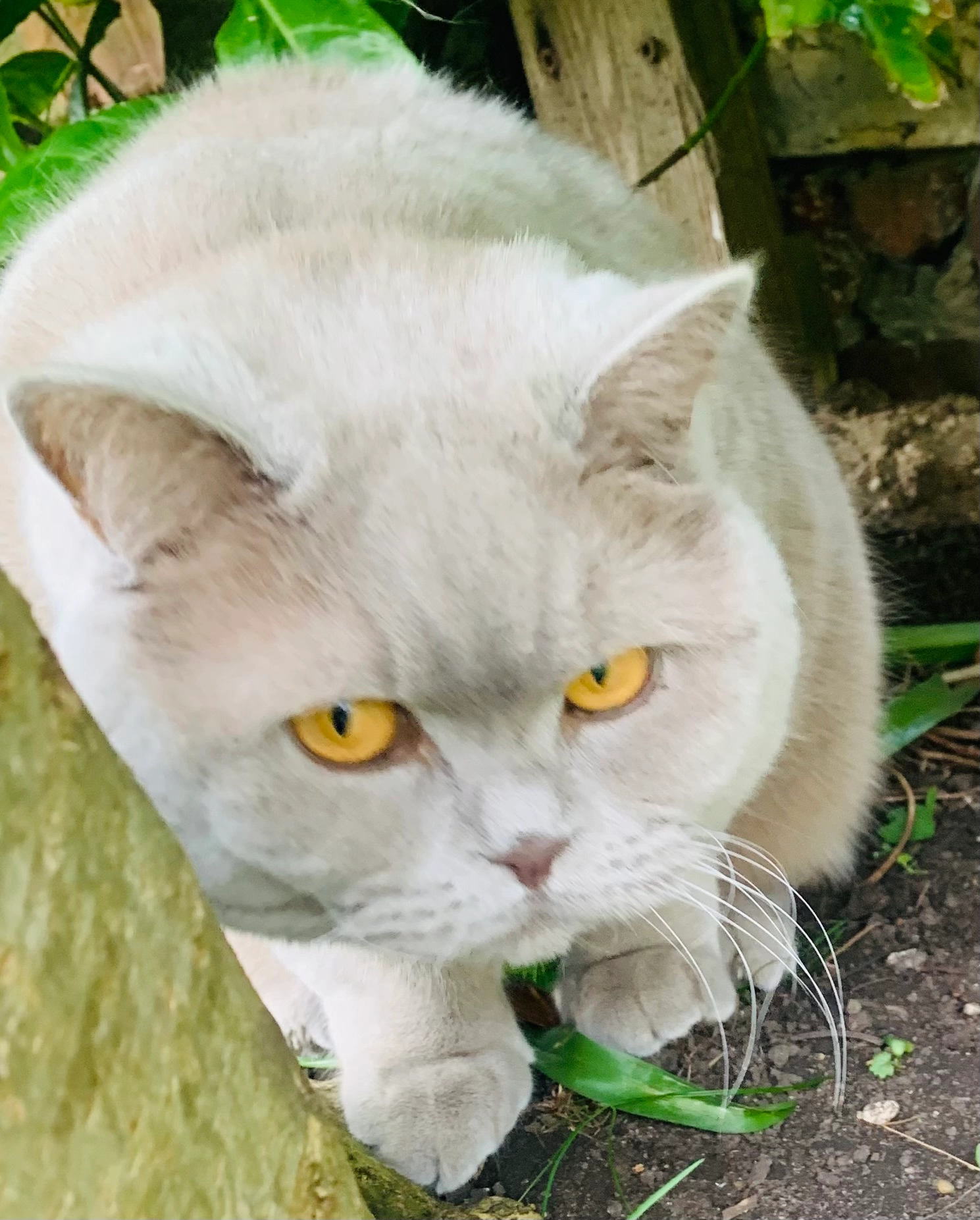 Teddy - St John's Avenue, Bridlington