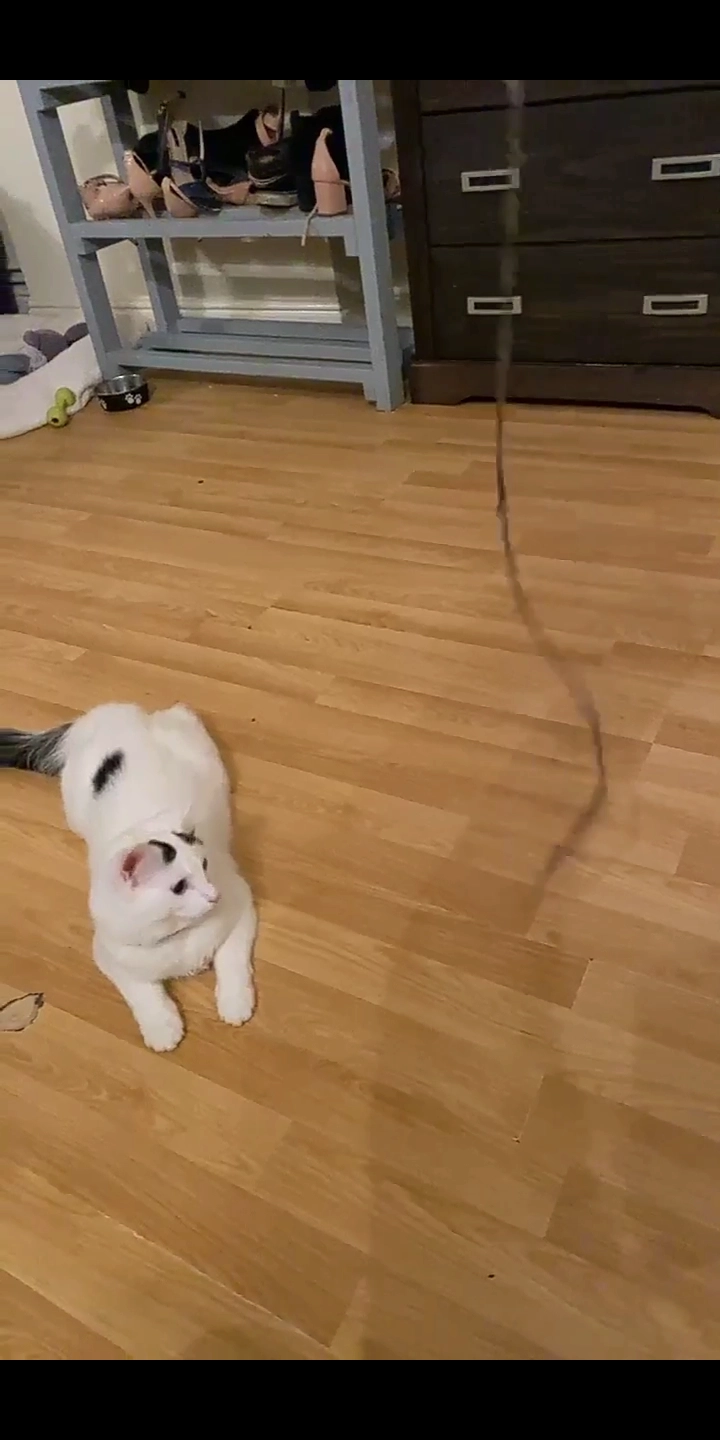 Thumper  - Hutchinson Road, Cleethorpes