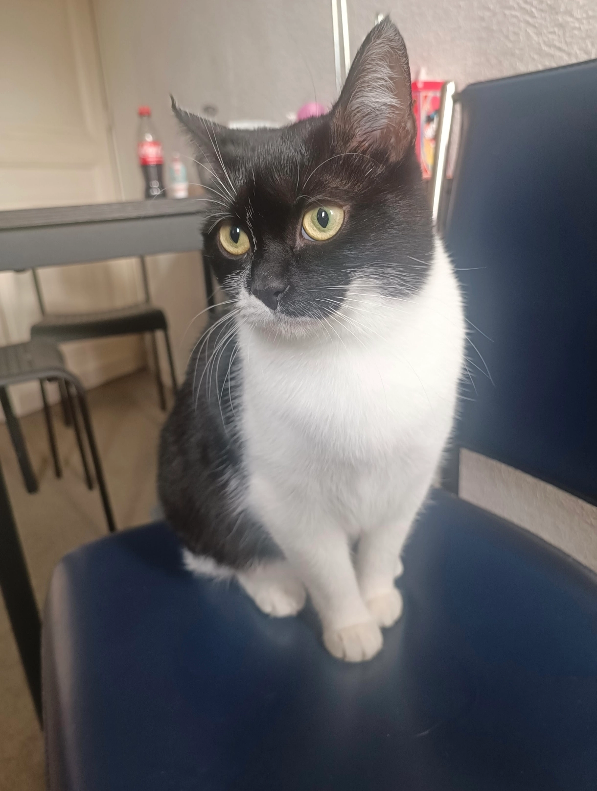 Lulu - Vandermerschplein , Menen