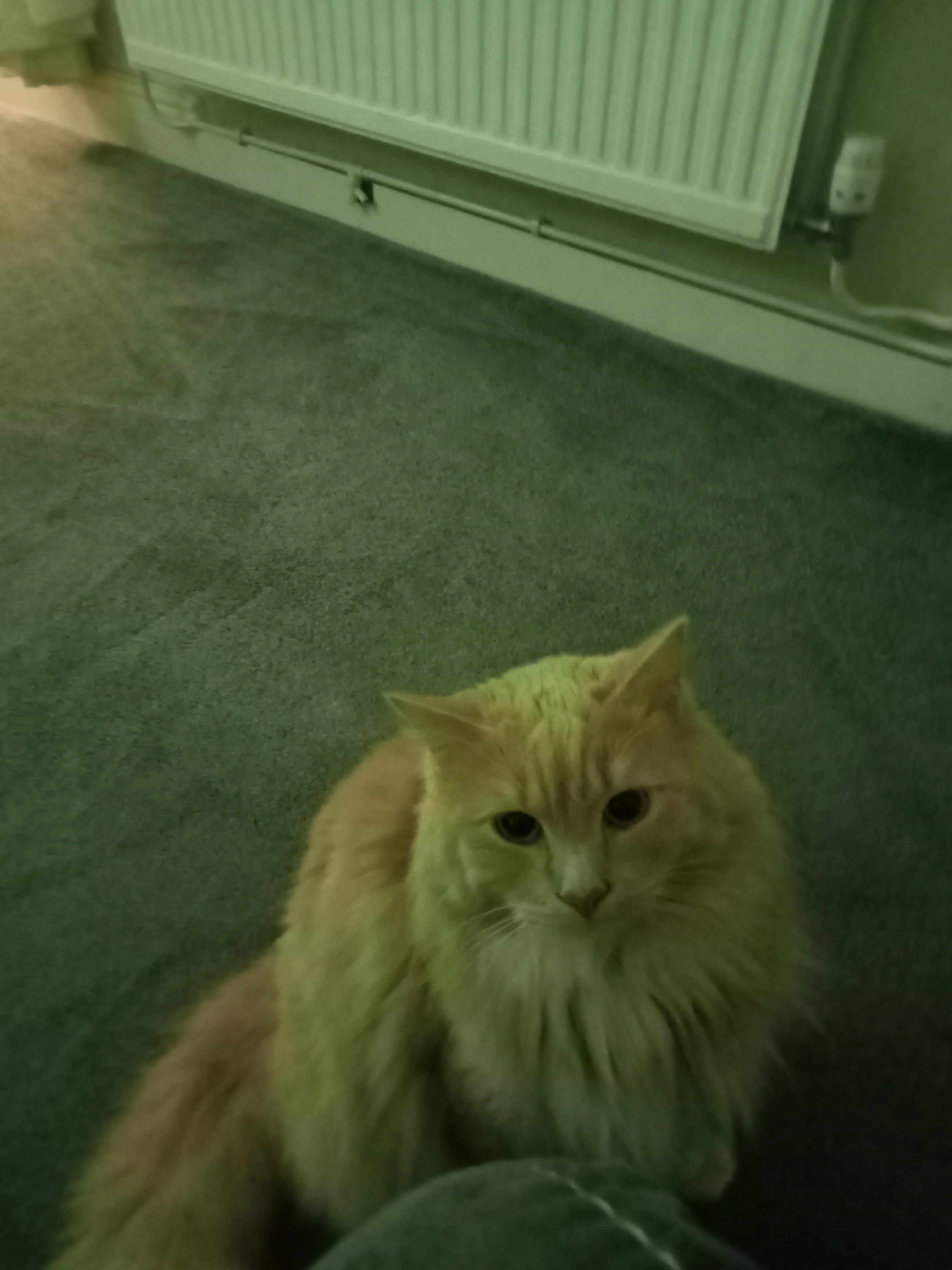 Finn - 17 Trefelin, Aberdare