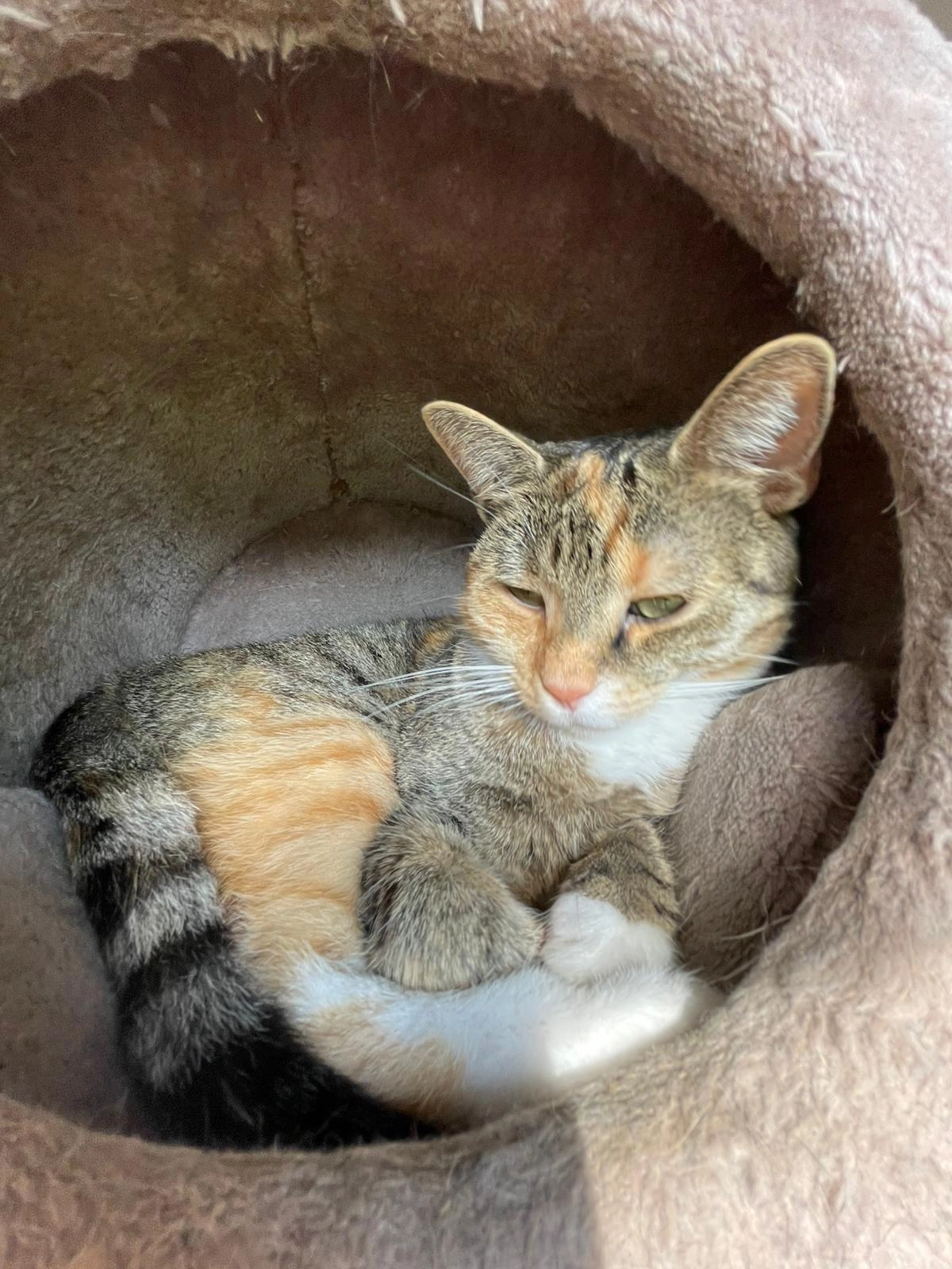 Tinka  - Allerloh, Vechta