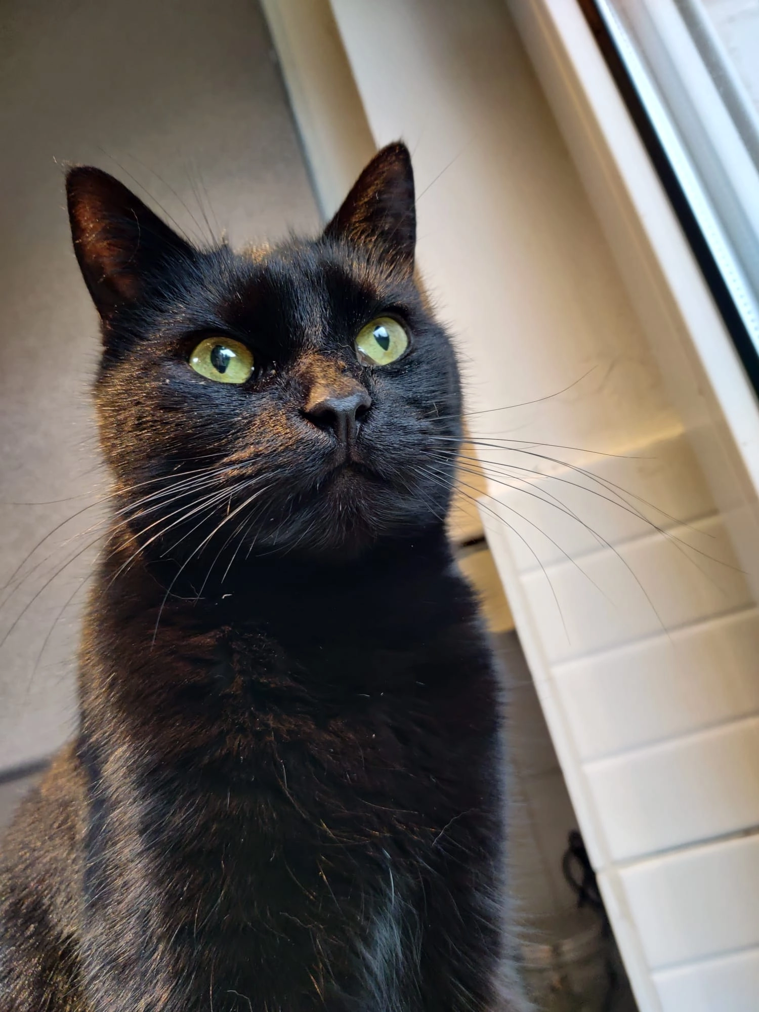 Loki - Haaggatstraat 2, Kortenberg