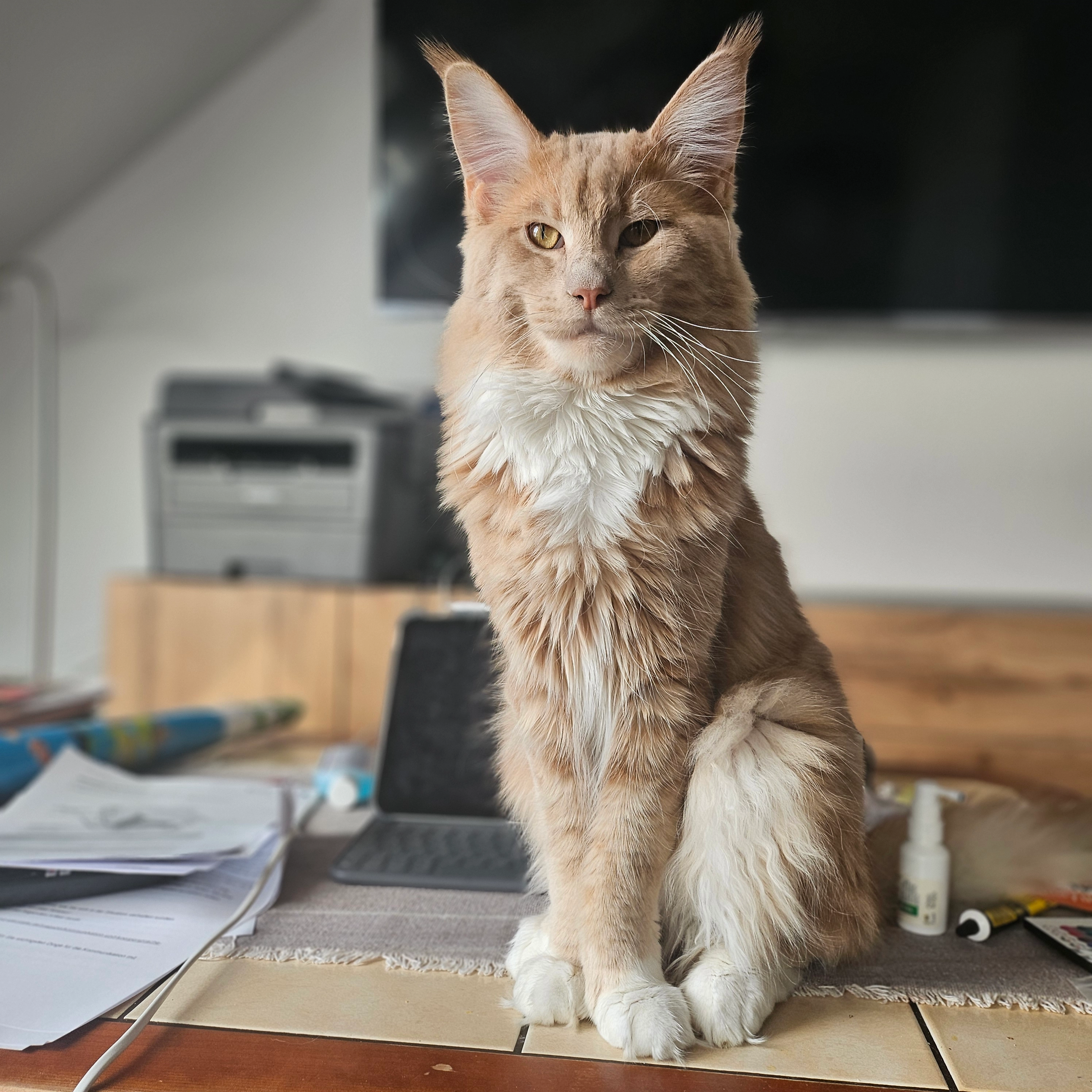 Barsa - Elisenstraße 27, Chemnitz