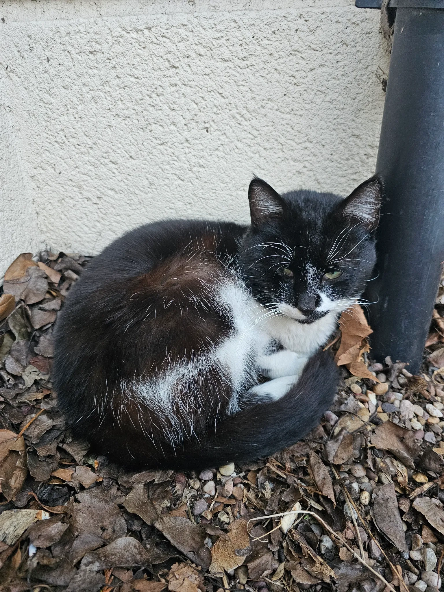 Beagal - Bradgate Street, Leicester