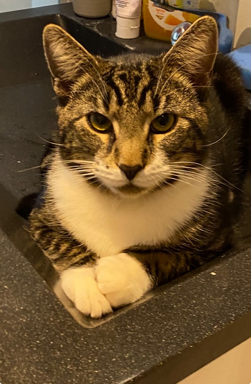 Leon - Dalstrøget 144, Dyssegård