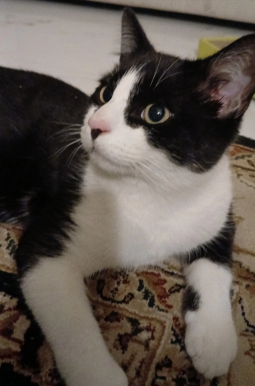 Oreo - Compeigne Avenue, Keighley