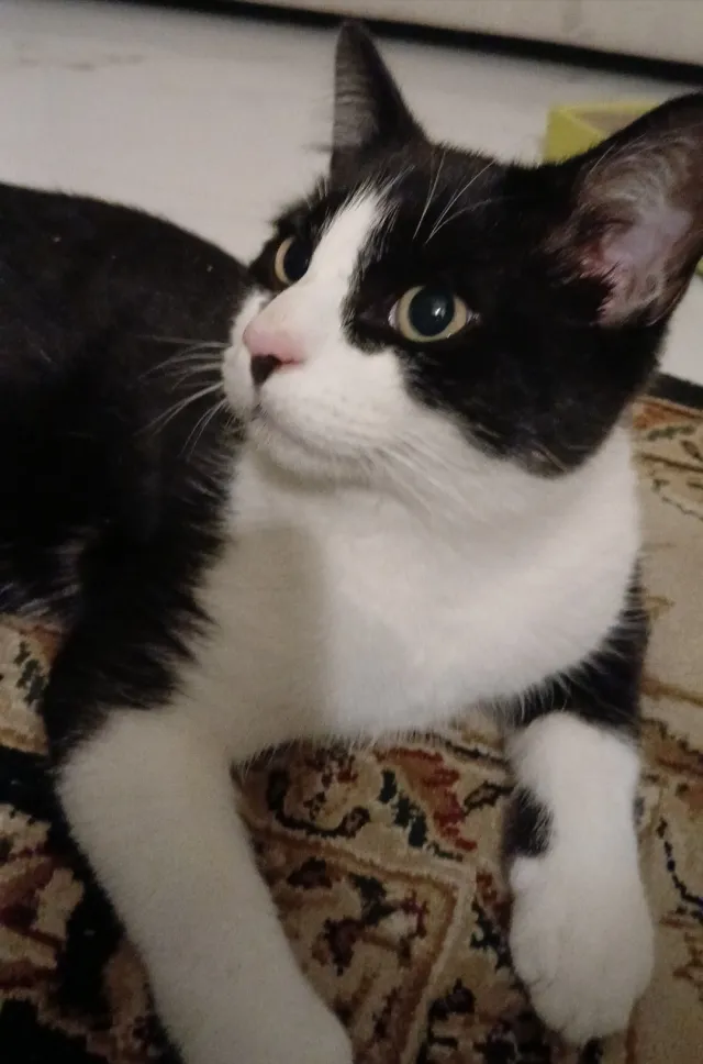 Oreo - Compeigne Avenue, Keighley