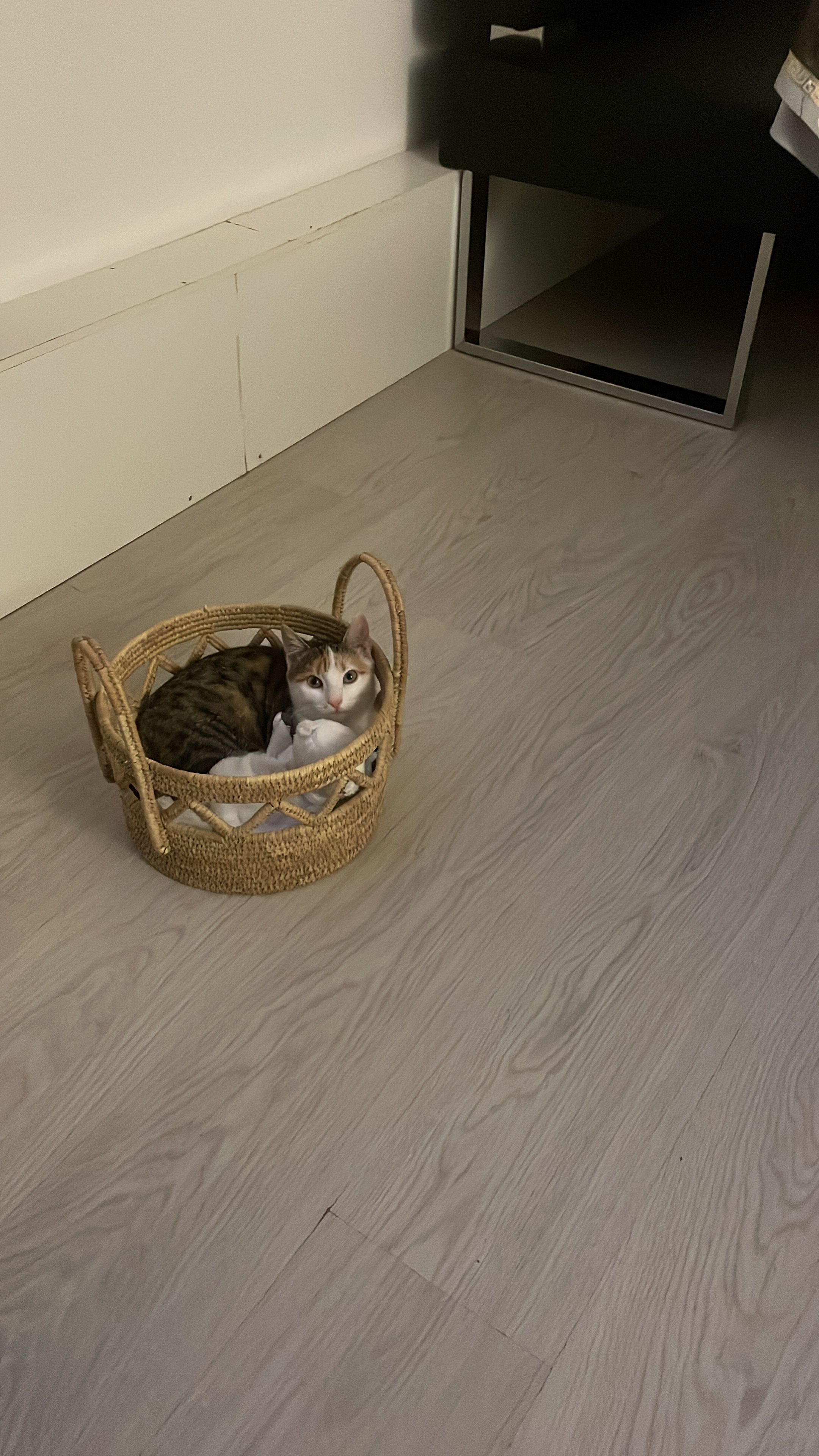 Lily  - 3300/1. Sokak, Kalabak