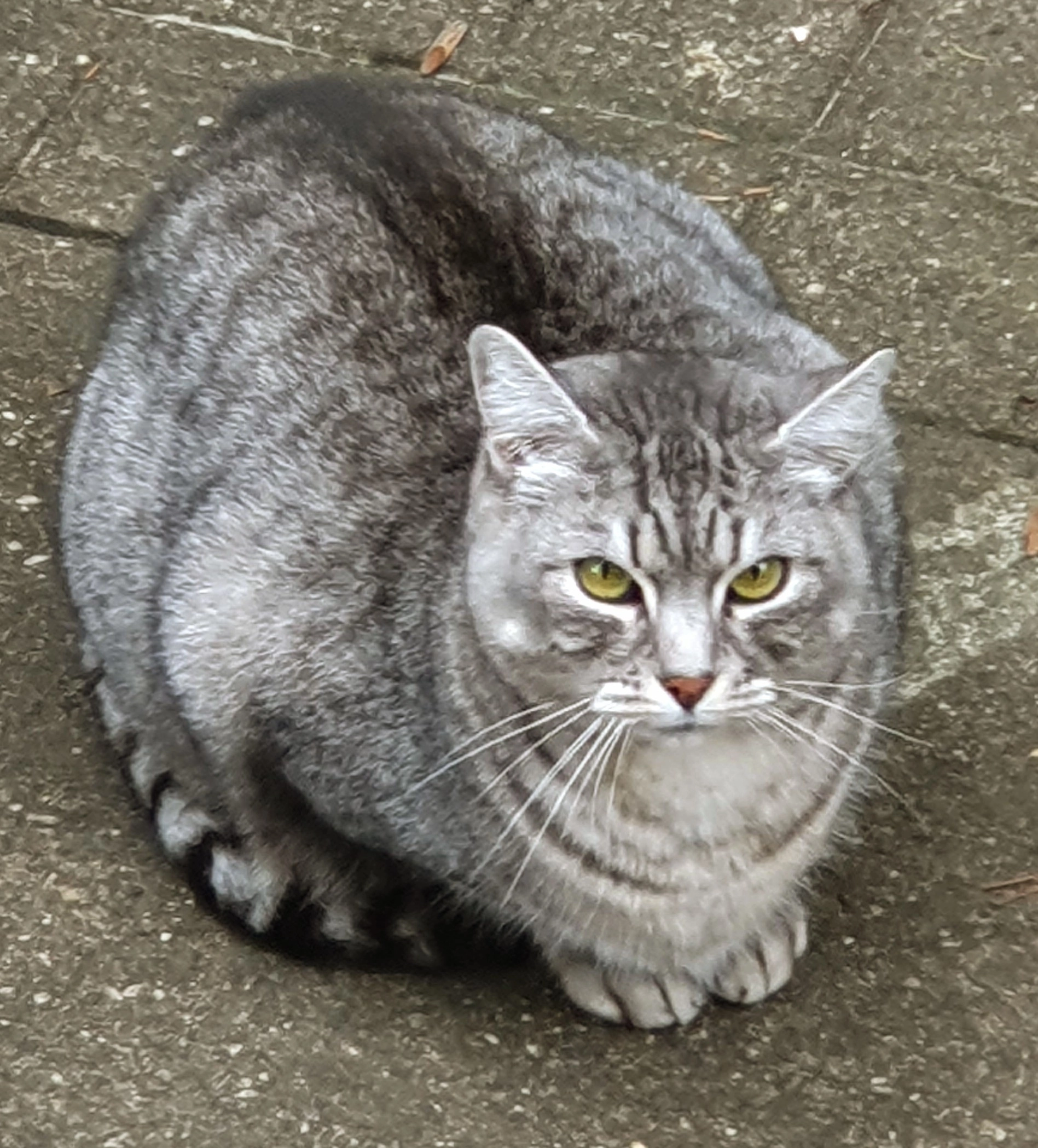 Wackel - Obereisesheimer Straße, Heilbronn