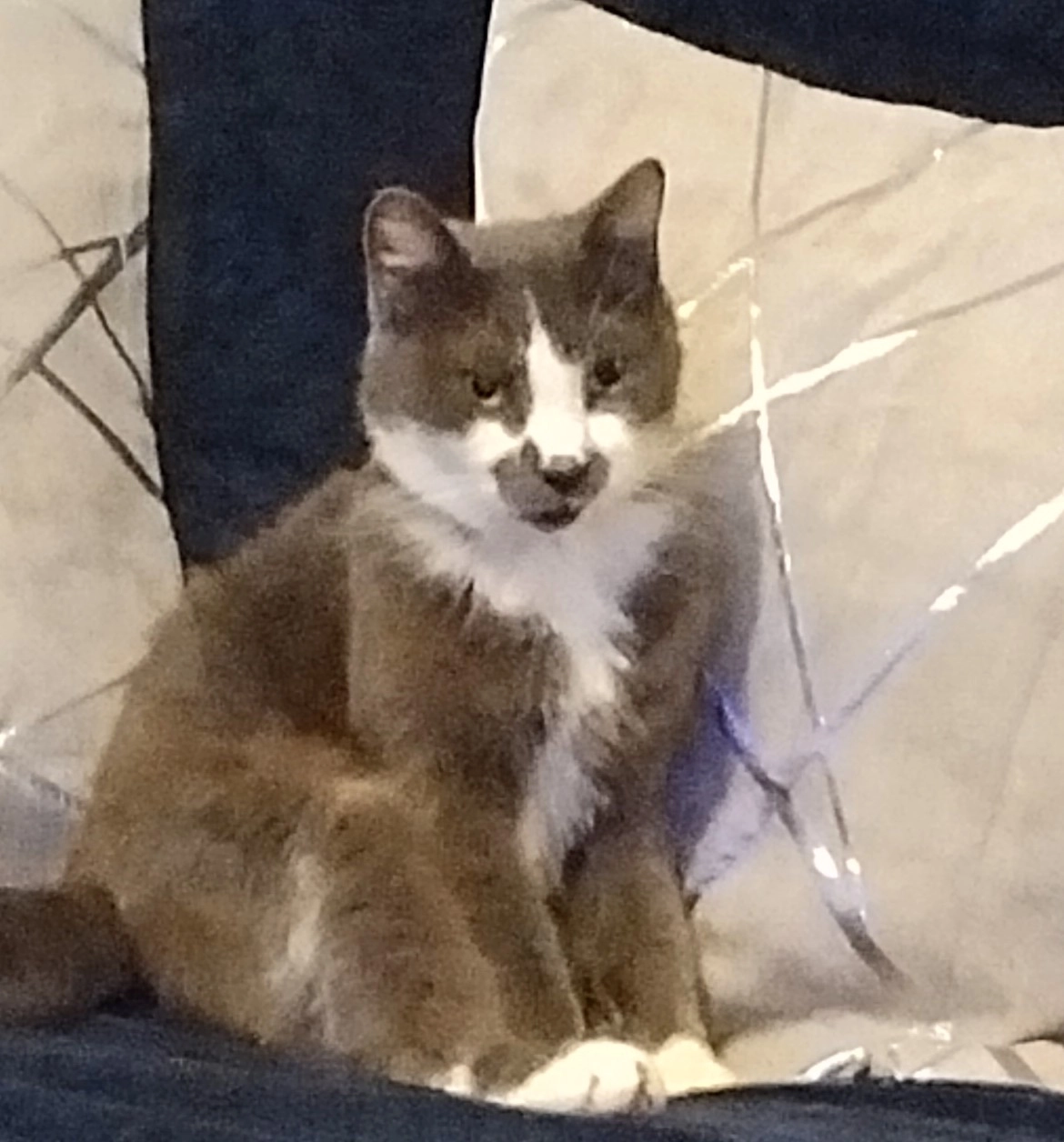 Harry  - Longhorn Avenue, Gloucester