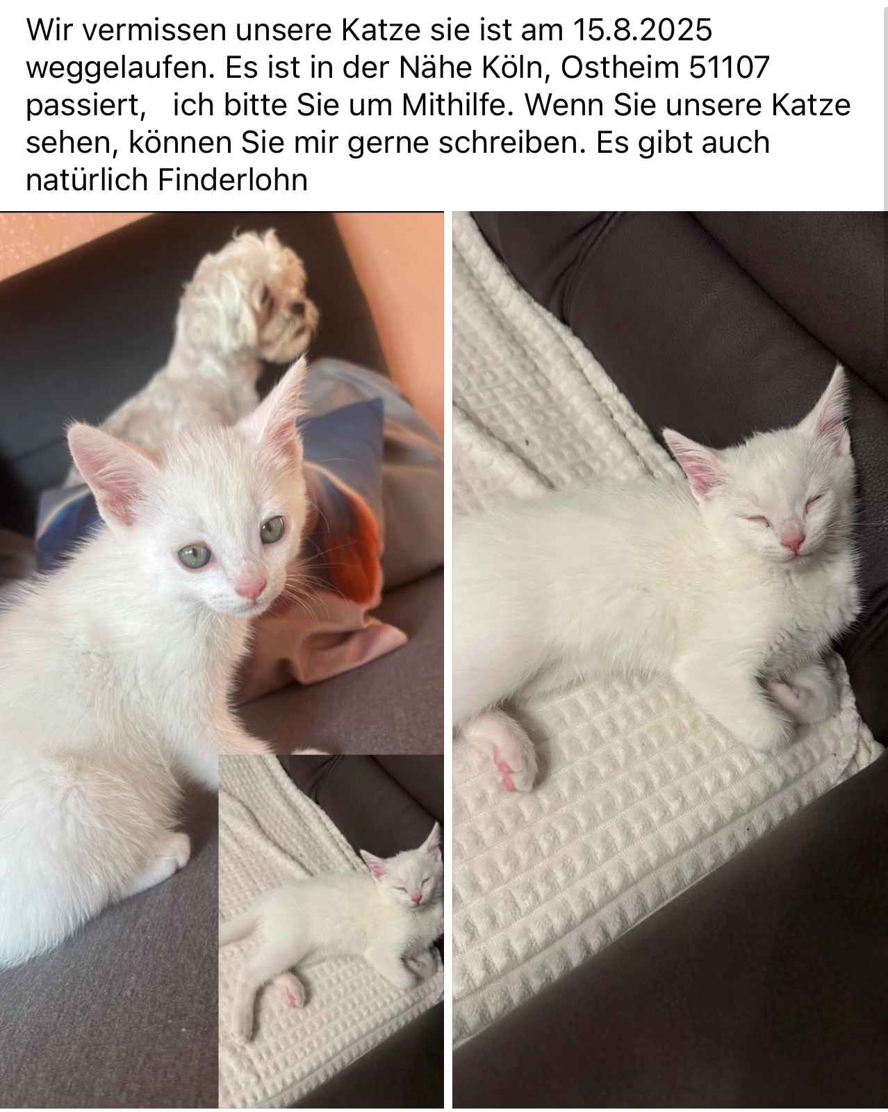 Stella - 51107, Köln