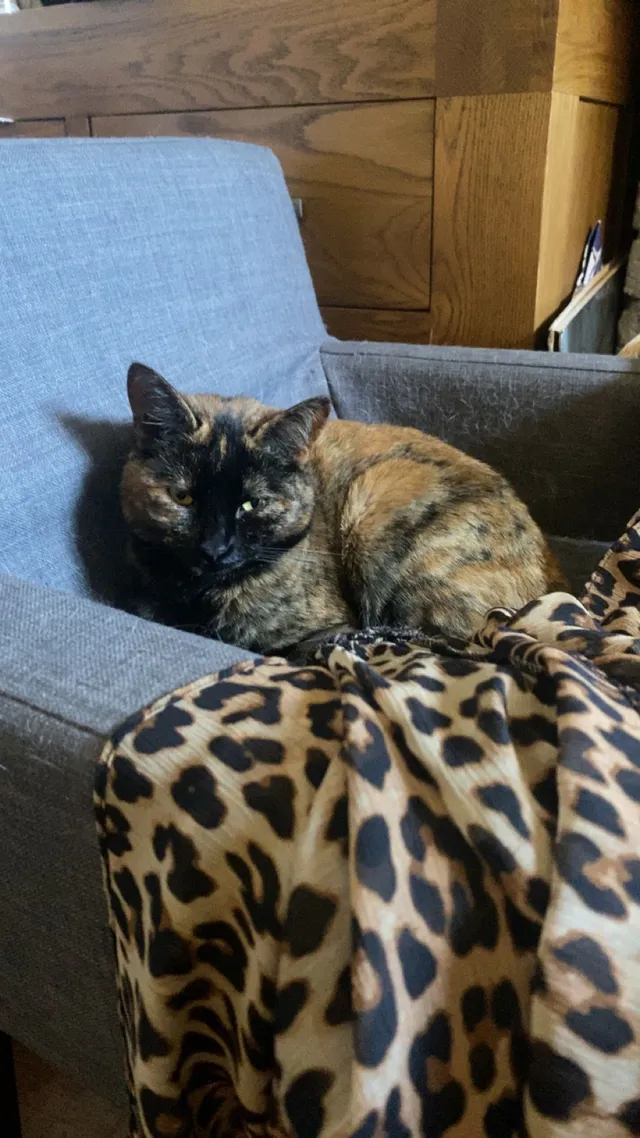 Nala - Peabody Road, Farnborough