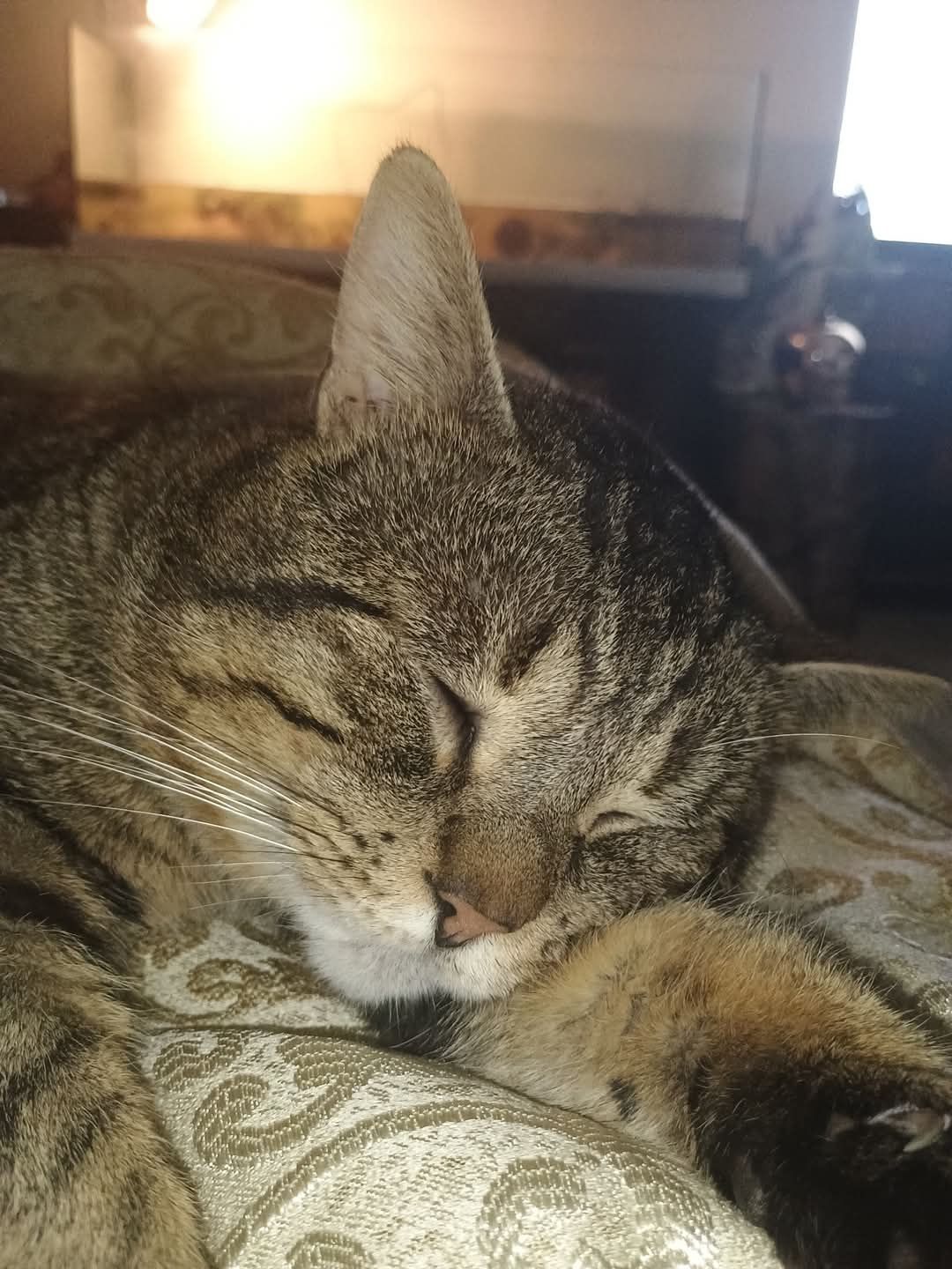Guépard  - Avenue Georges Pompidou, Brive-la-Gaillarde