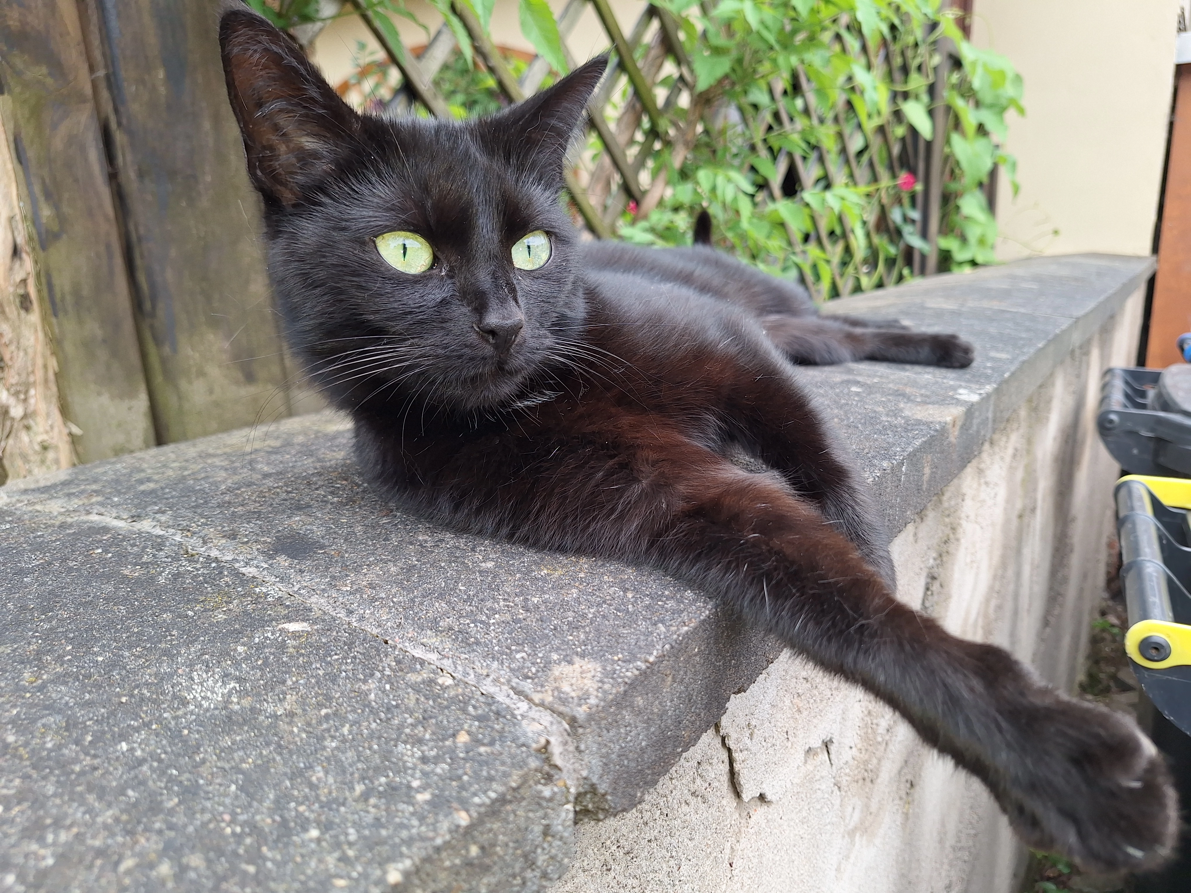 Kiki - Bernauer Straße, Erfurt