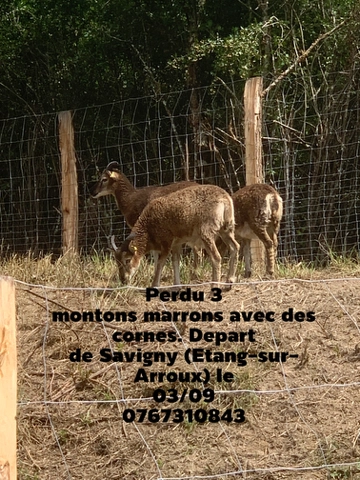 Soay - Savigny, Étang-sur-Arroux