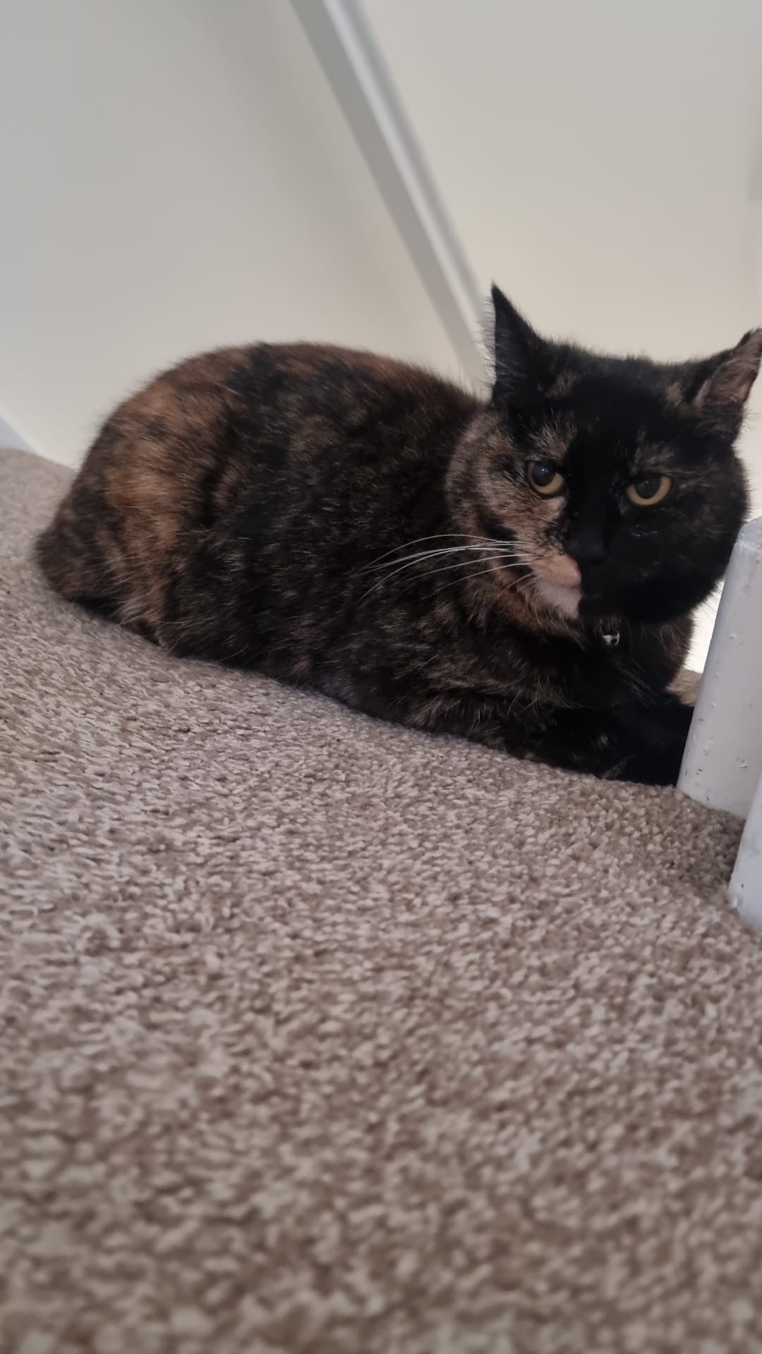 Used to be Priscilla.but bella  - Mill Brae, Waringsford