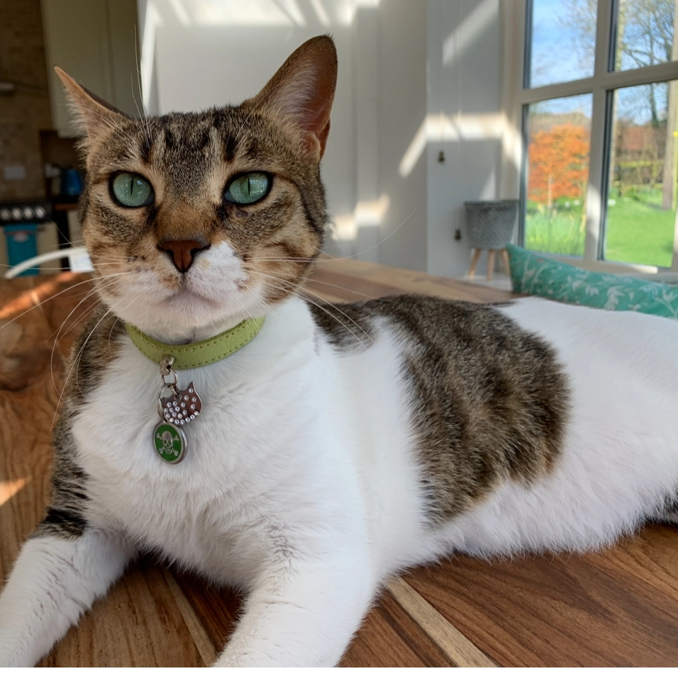 Vincent - The Street, Bungay