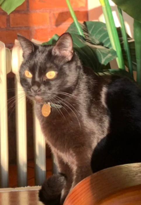 Leia - Praça Doutor Ferreira Soares, Aveiro