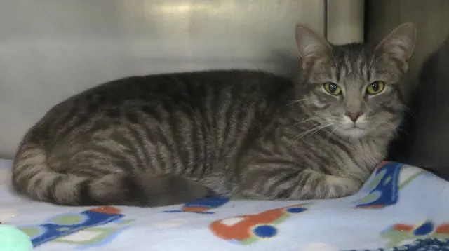 Oliver - Boynton Road, Medford