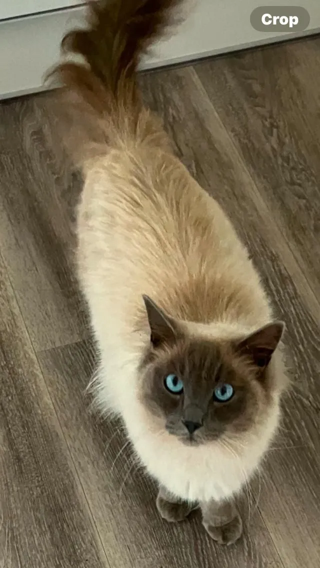 Leo - Sandybrook Close, Bury
