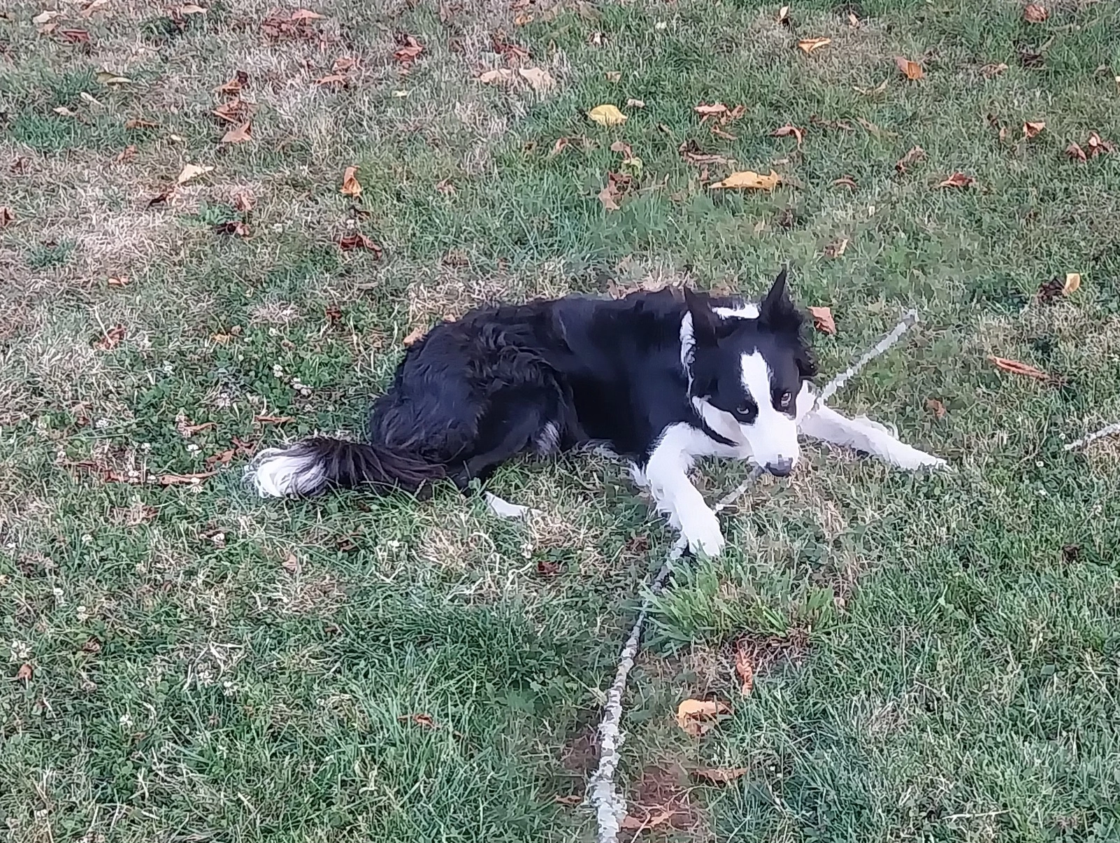 Pooxy  - Chemin De La Ville-Ès-Nonais, La Ville-ès-Nonais