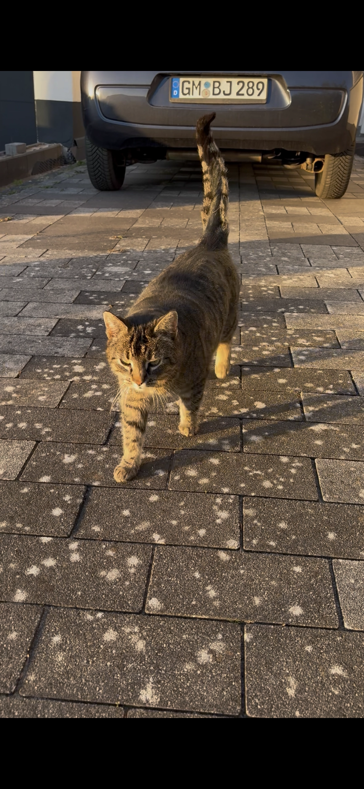 Kitty - Auf dem Allöh, Gummersbach