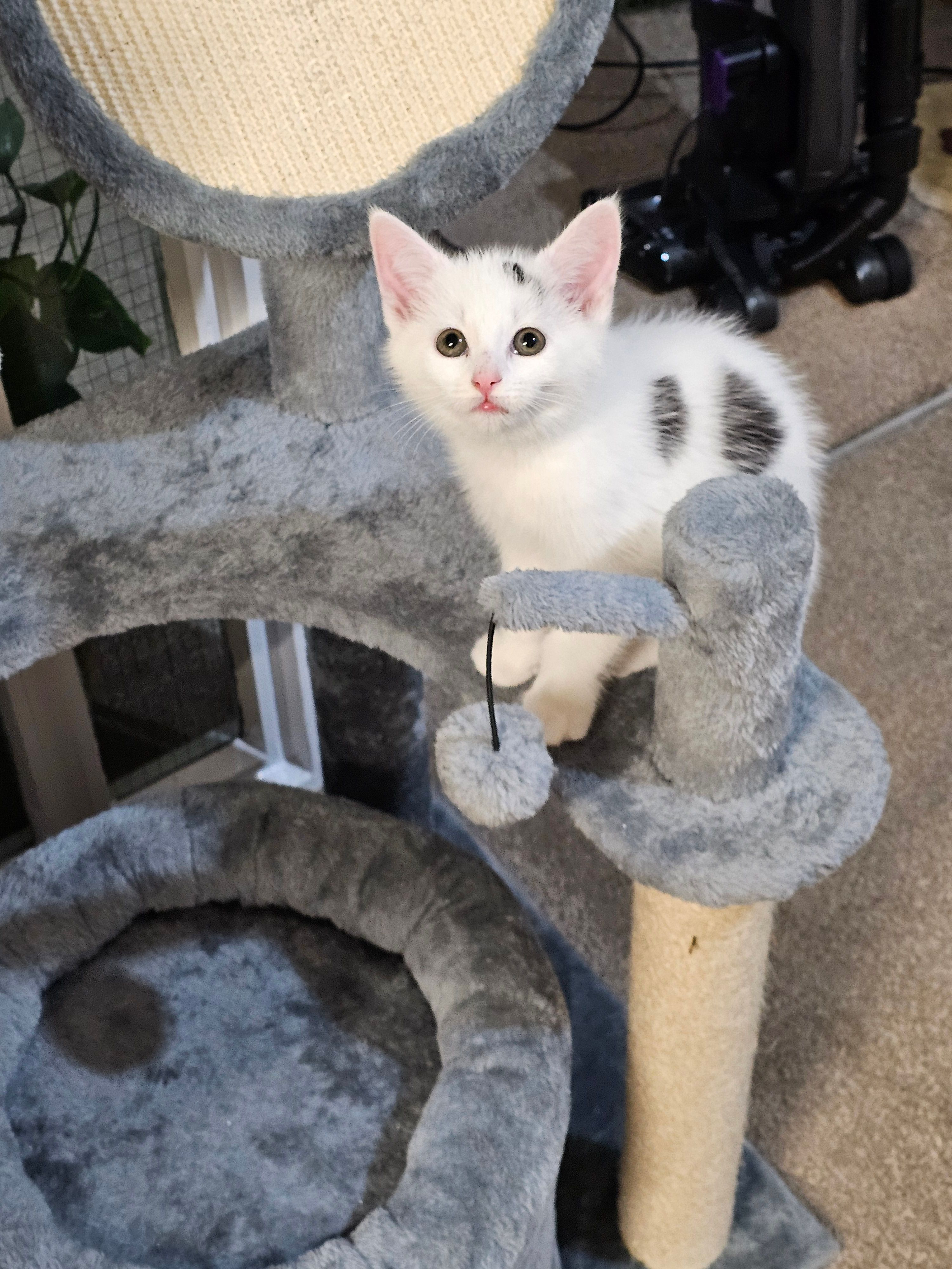 Gustavo - Clotherholme Park, Ripon