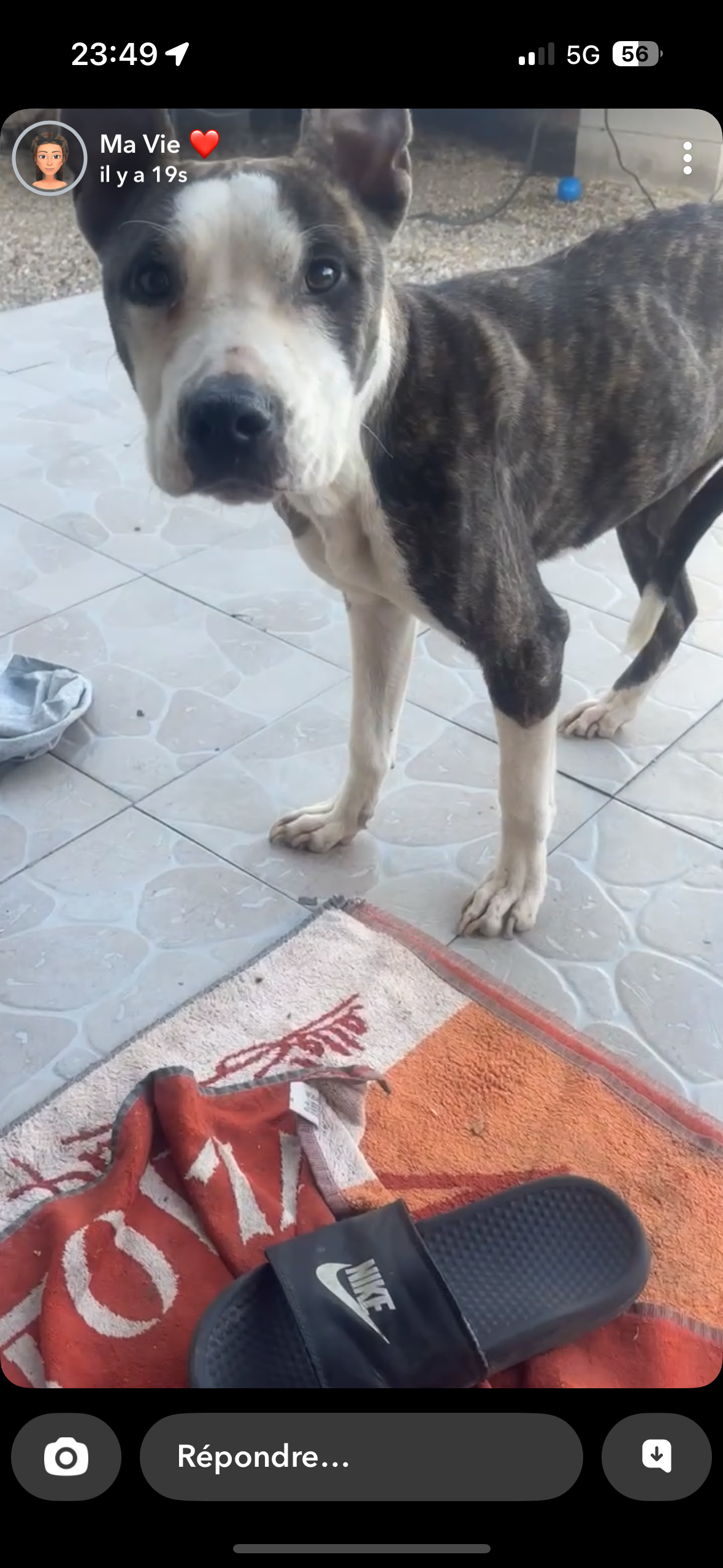 Nala - Chemin de la Croix de Bois, Herblay-sur-Seine