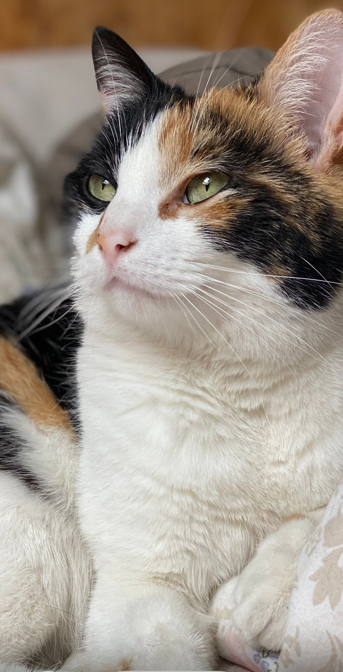 Tara  - Rue Bigonnet, Mâcon