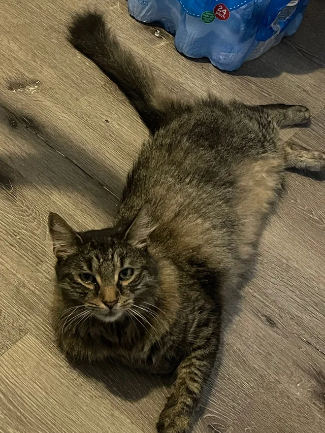 Smokey - 80 Euclid Ave, Springfield