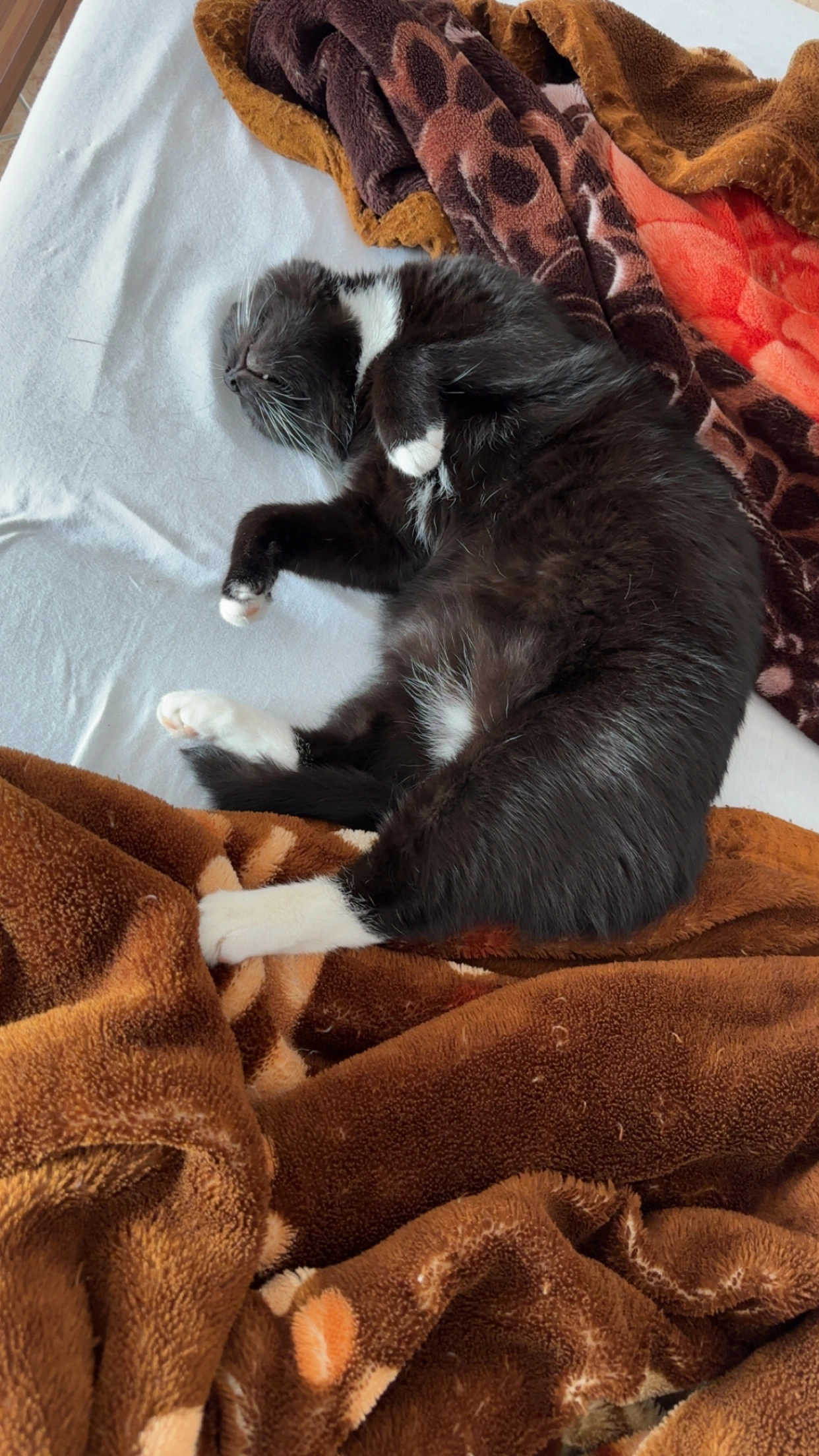 Newroz - Ricarda-Huch-Straße, Sehnde