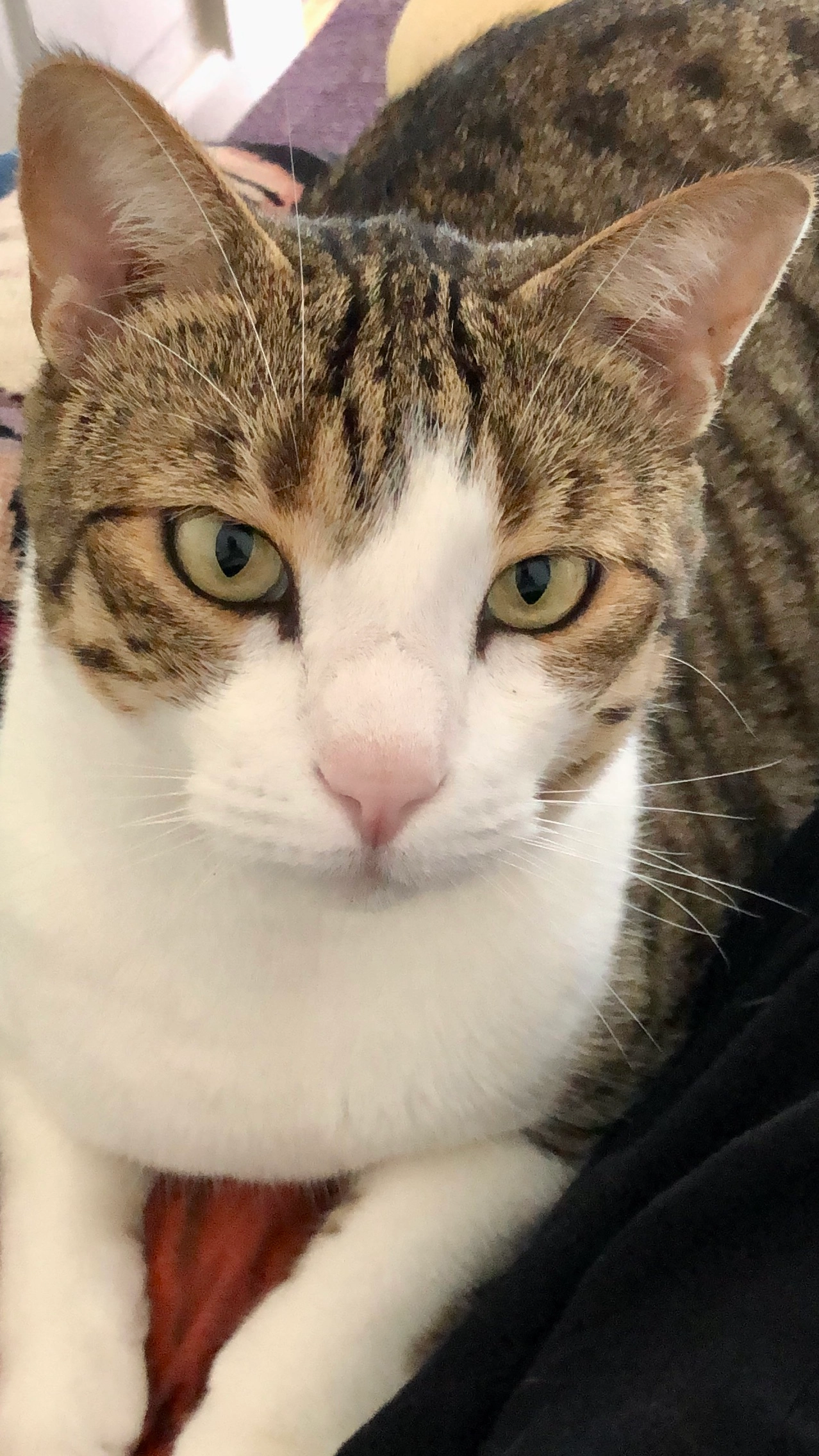 Arthur - Rue de la Sagne 11, Sainte-Croix