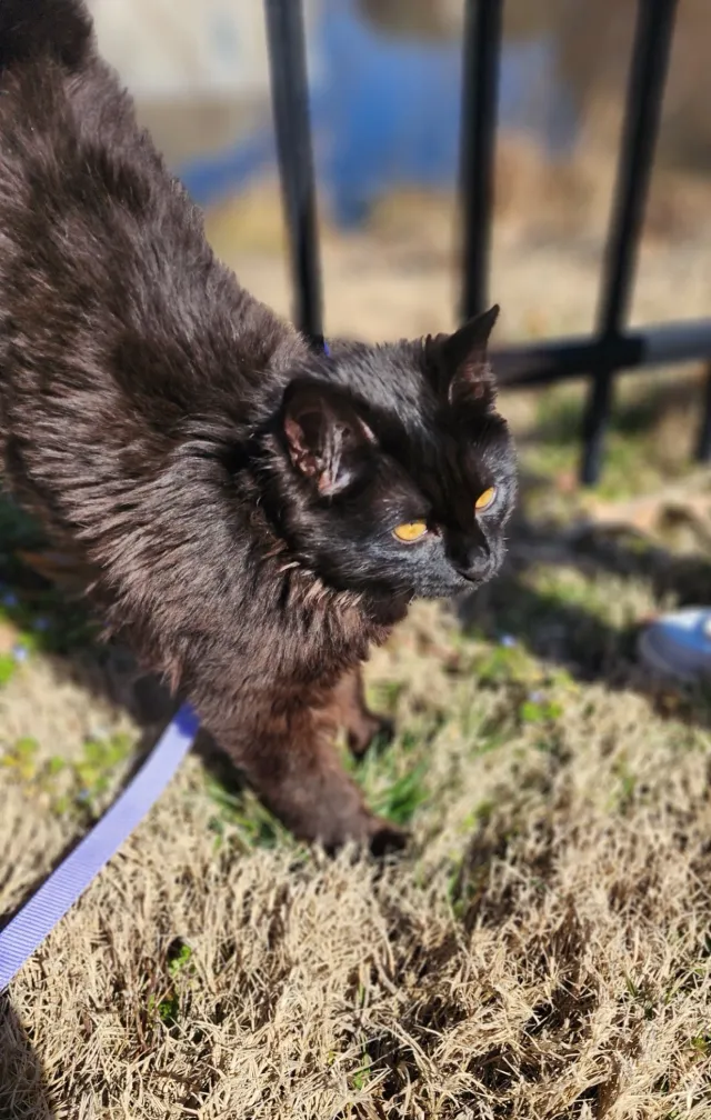 Sady - Bellacasa Way, Hampton