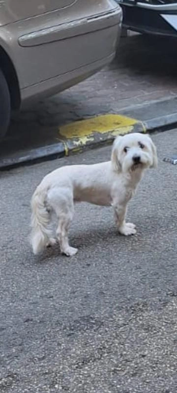 Bella Bichon - Bourj Hammoud, ARAX Street, Matn District