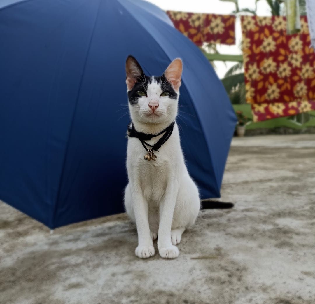 Mini - Kulpi Road, Joynagar