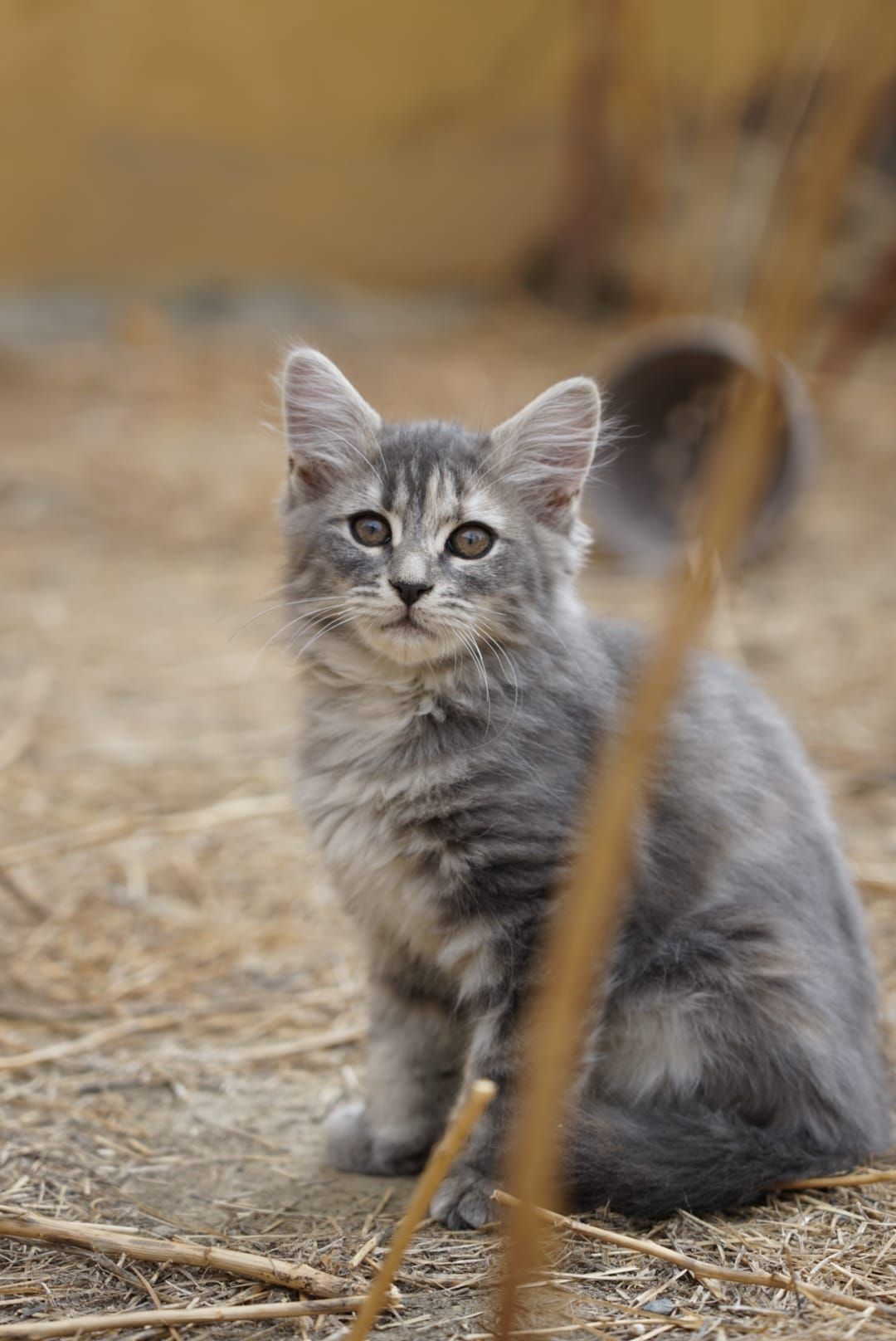 Kas - Munibe Kalea, Donostia