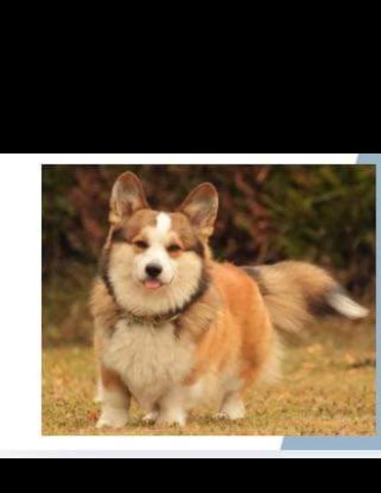 Paddy - Pery la heutte chemin du pont JU/BE, La Heutte traces des dinosaures 