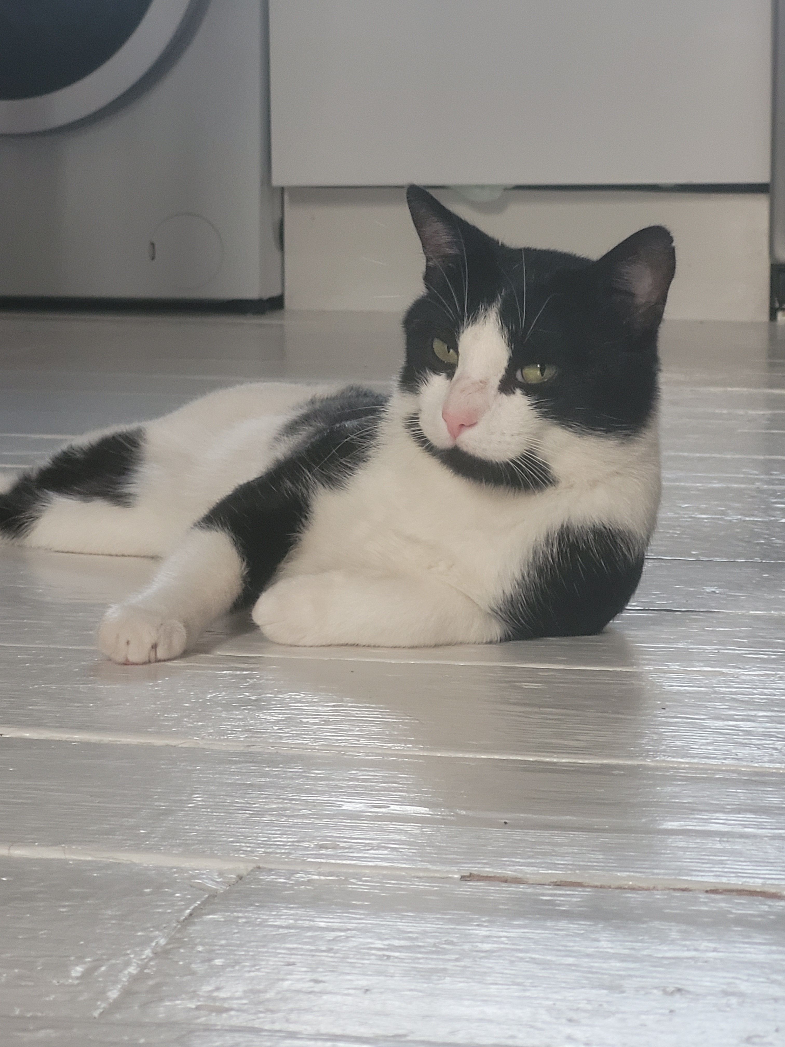 Kitten - SO41 9, Lymington