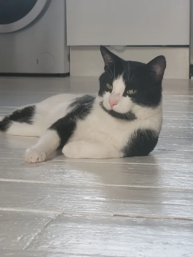 Kitten - SO41 9, Lymington