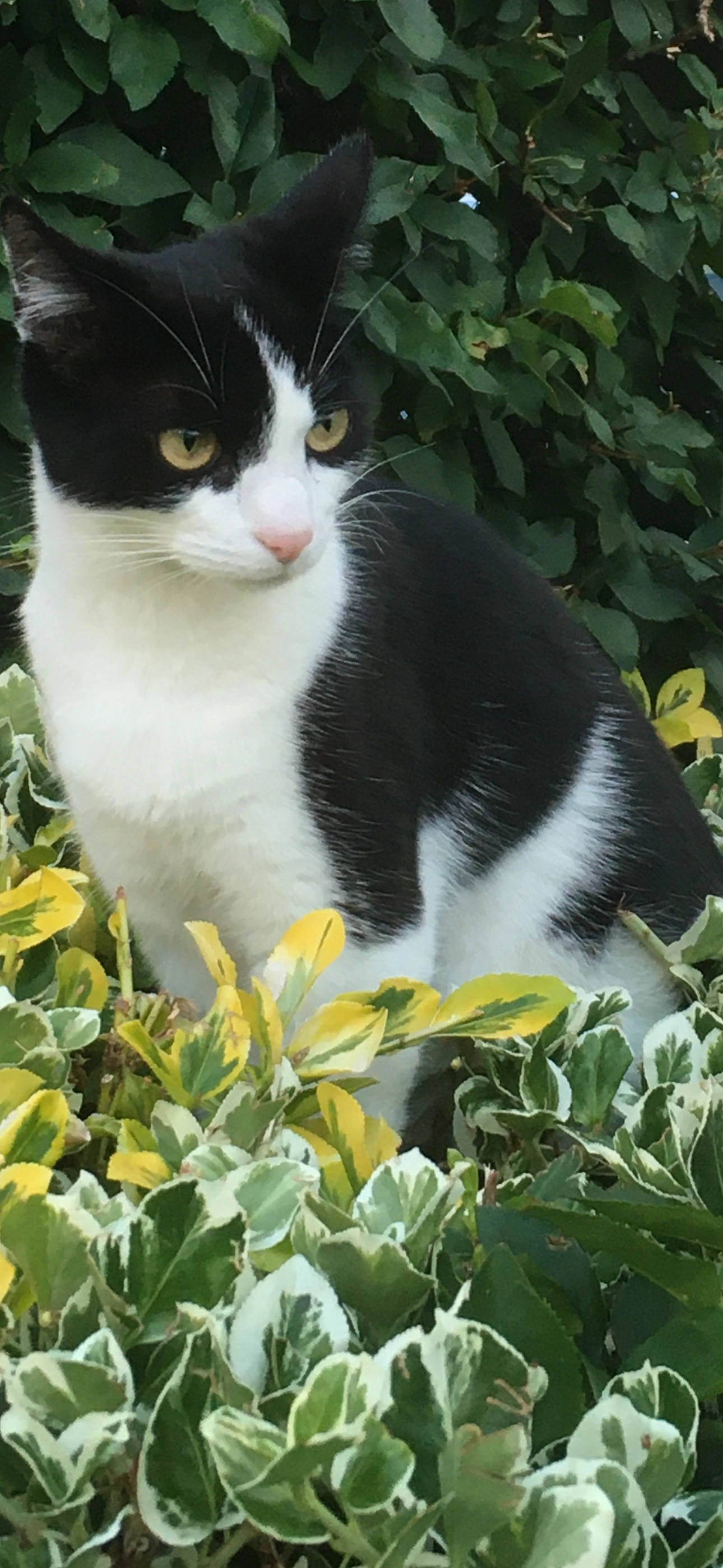 RANI - Moreton Close, Bishops Cleeve Cheltenham