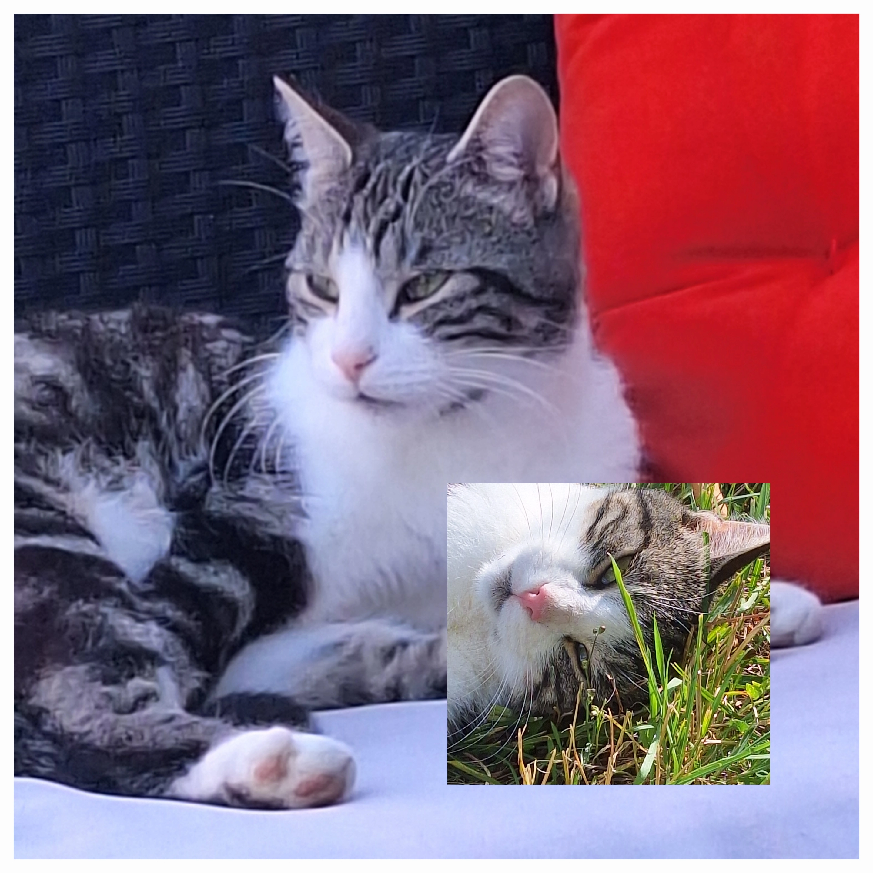 Lino - Rue Guillemette De Vergy, Cernier