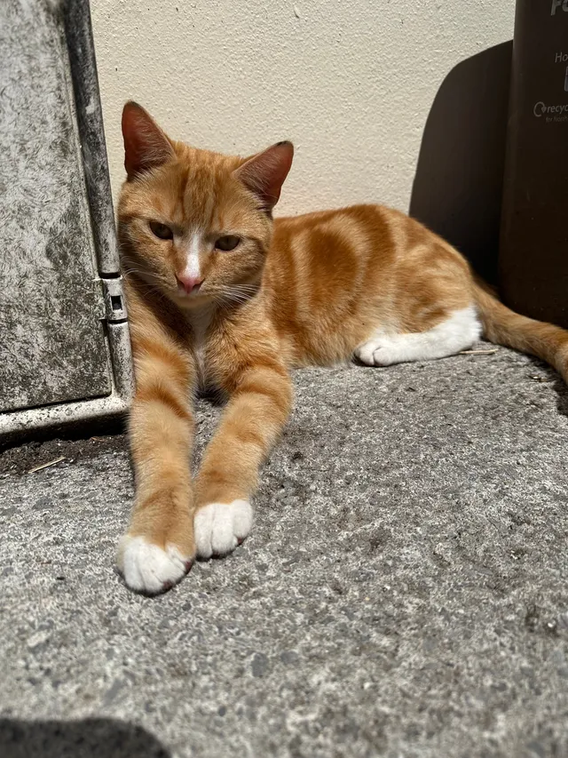 Simba  - Ashcombe Gardens, Weston-super-Mare