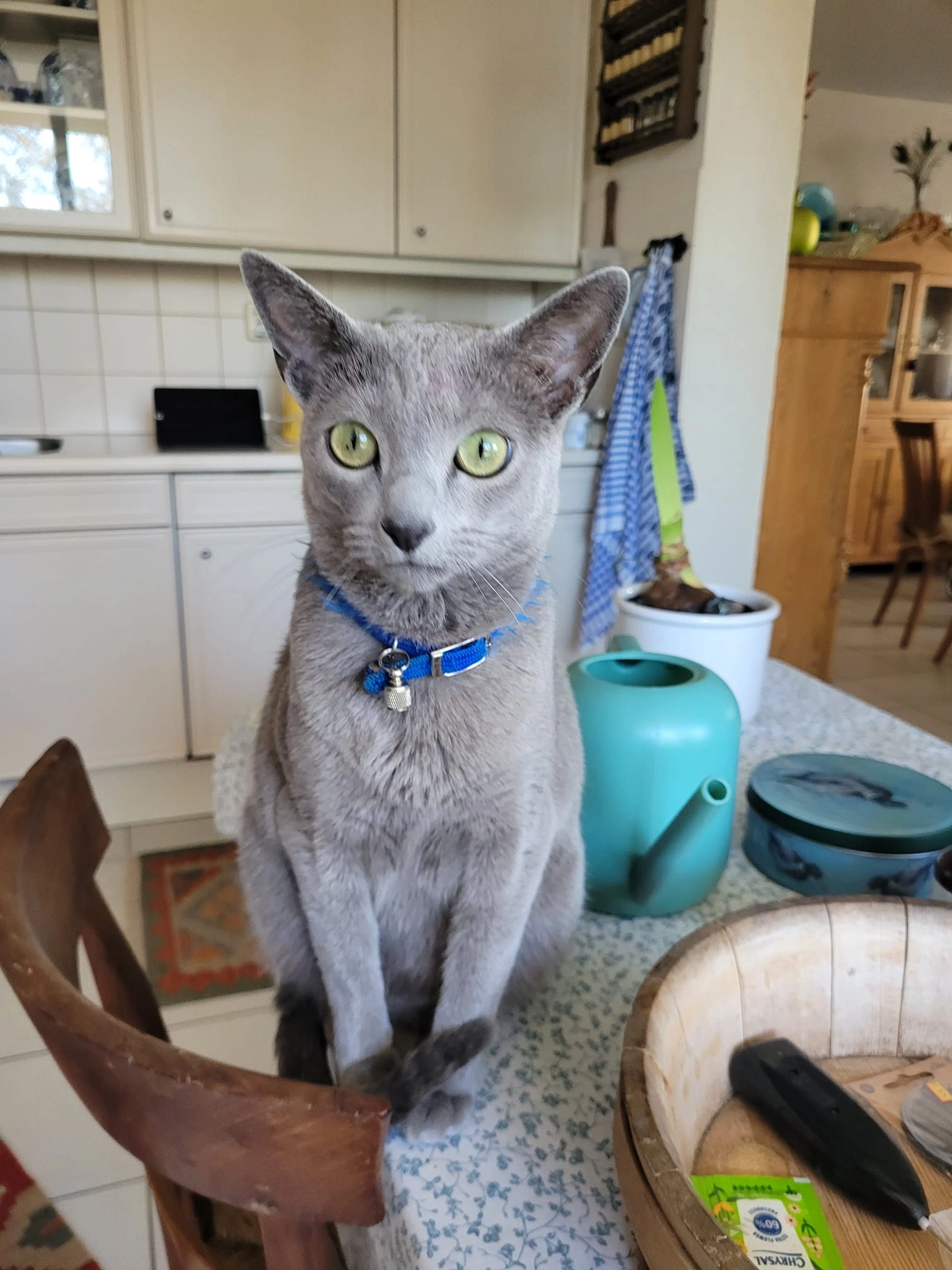 Dexter - Merelhof, Voorschoten